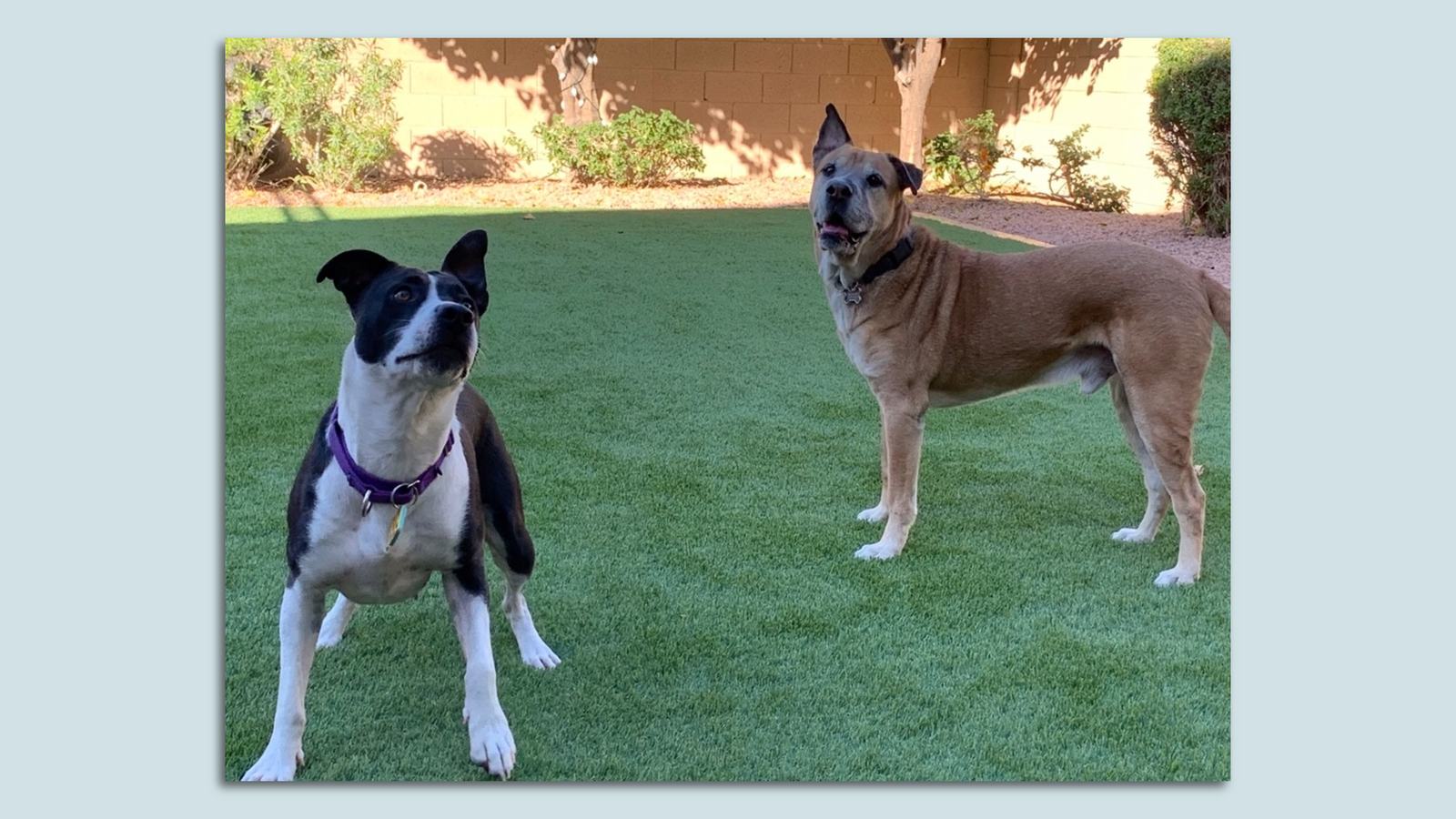 Airbnb for dogs Rent these Phoenix backyards for Fido Axios Phoenix