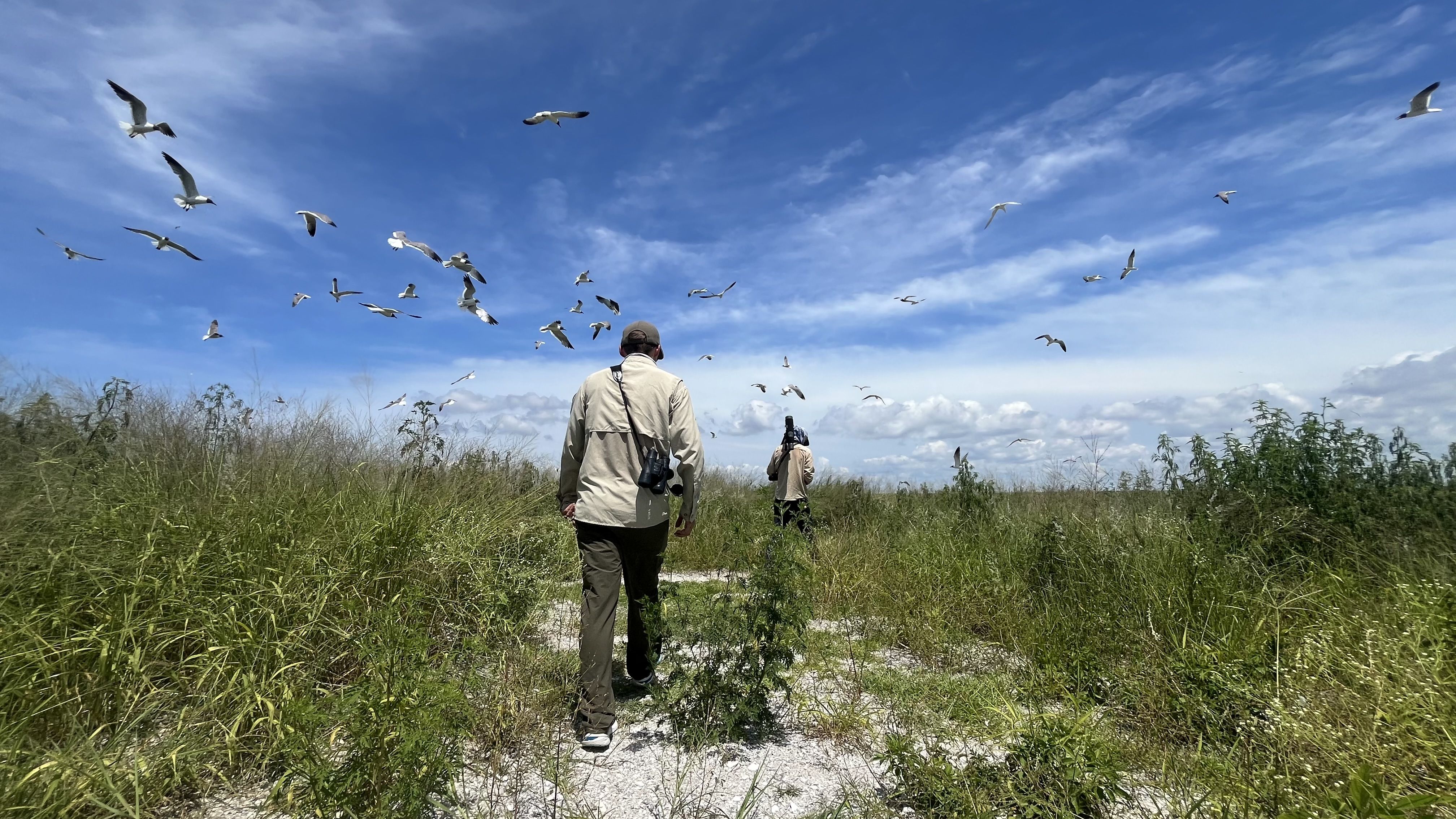 Two people in long sleeves and long pants hike through a grassy area while dozens of gulls fly above them.