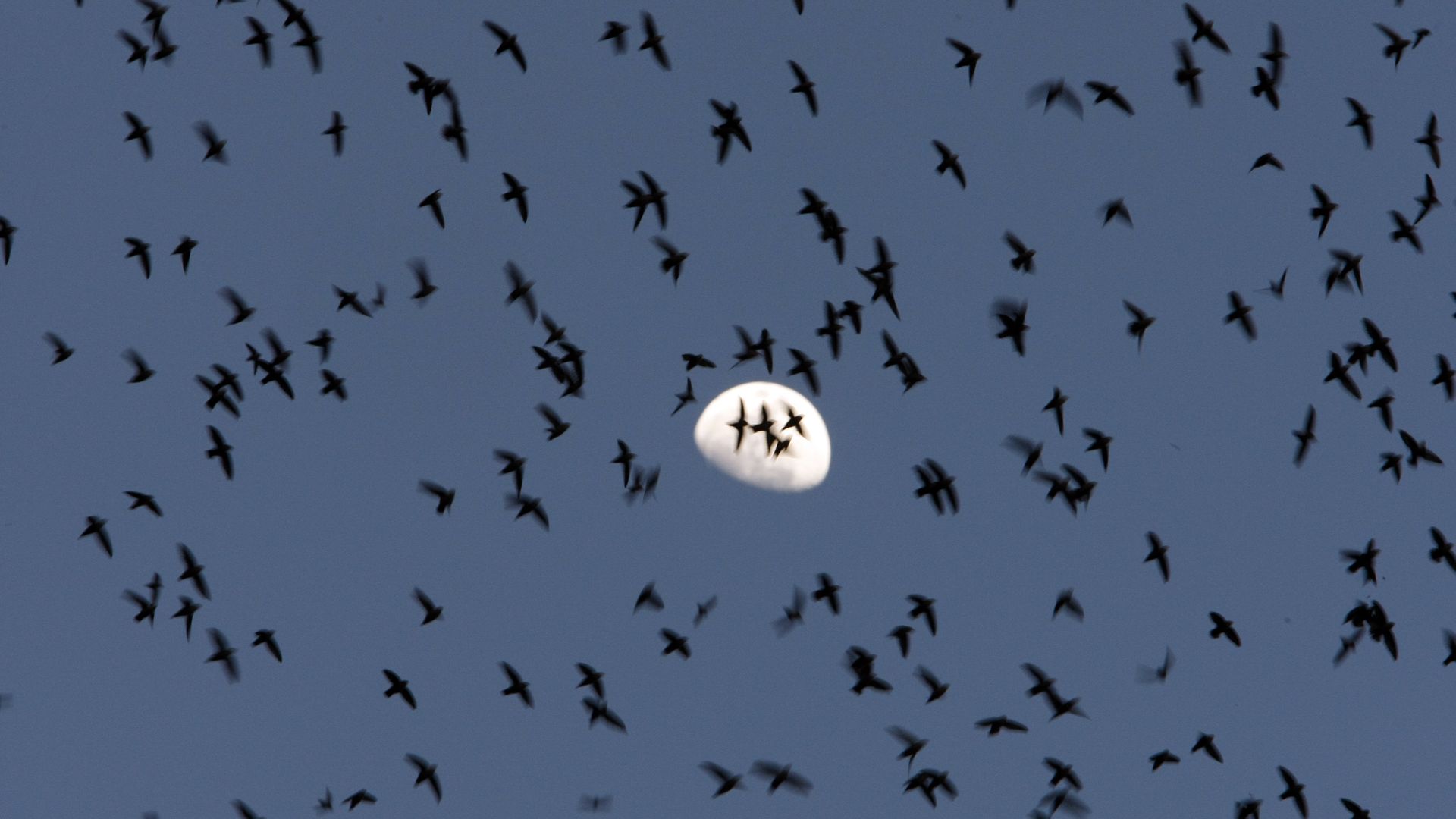 Black birds fly in front of the moon at twilight. 