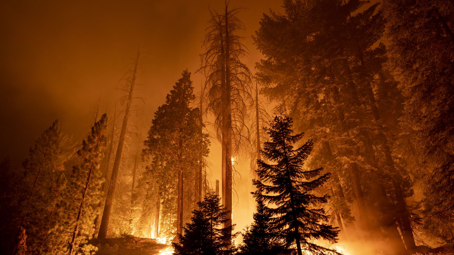 A fire burning through the Long Meadow Grove of giant sequoia trees in Sequoia National Forest on Sept. 21.