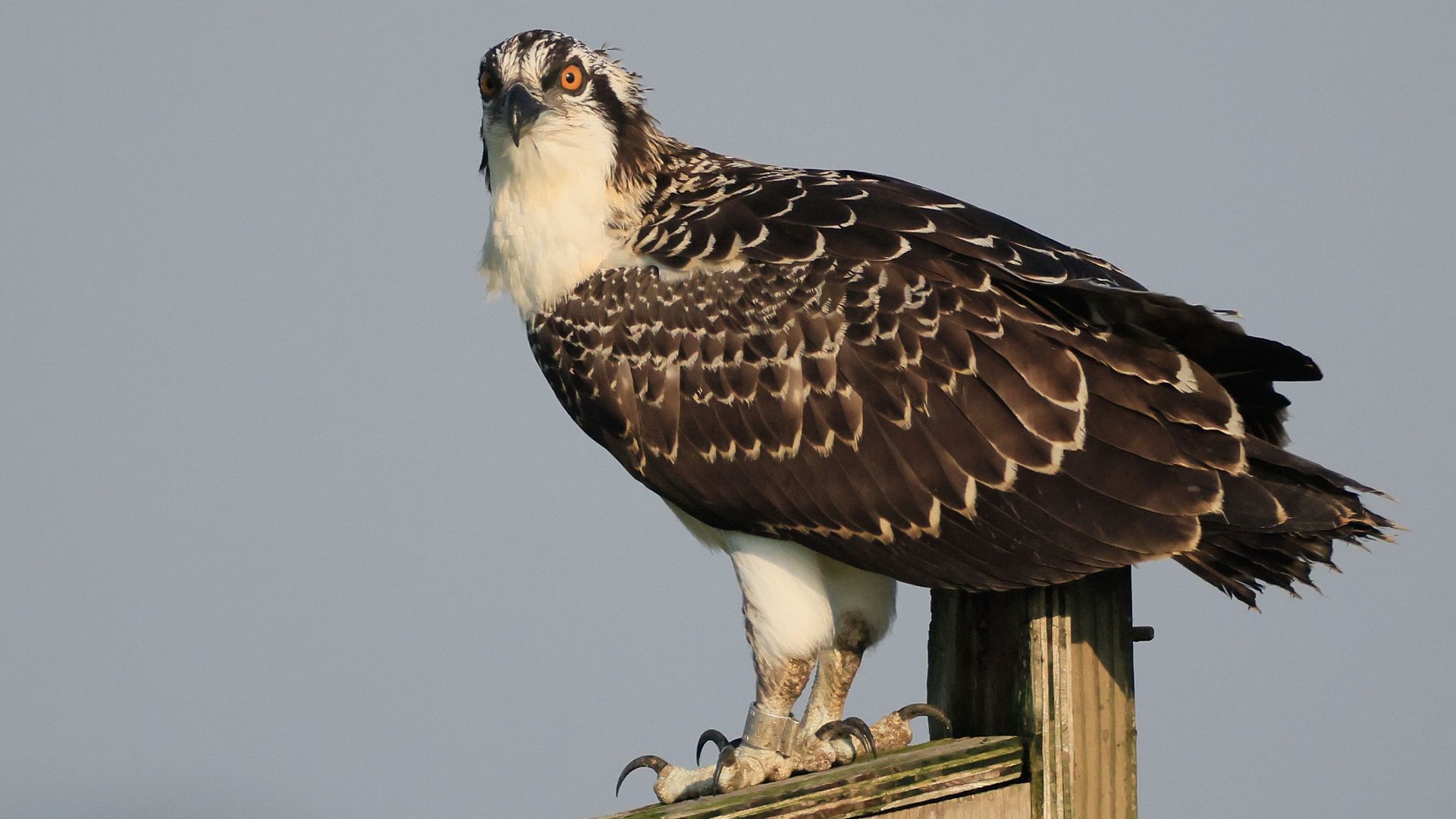 An osprey on a wooden perch