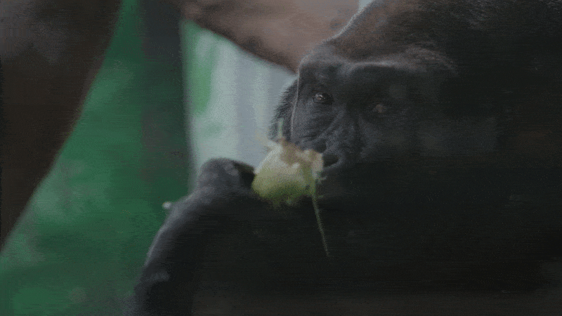 Gif of a gorilla eating a celery stalk.
