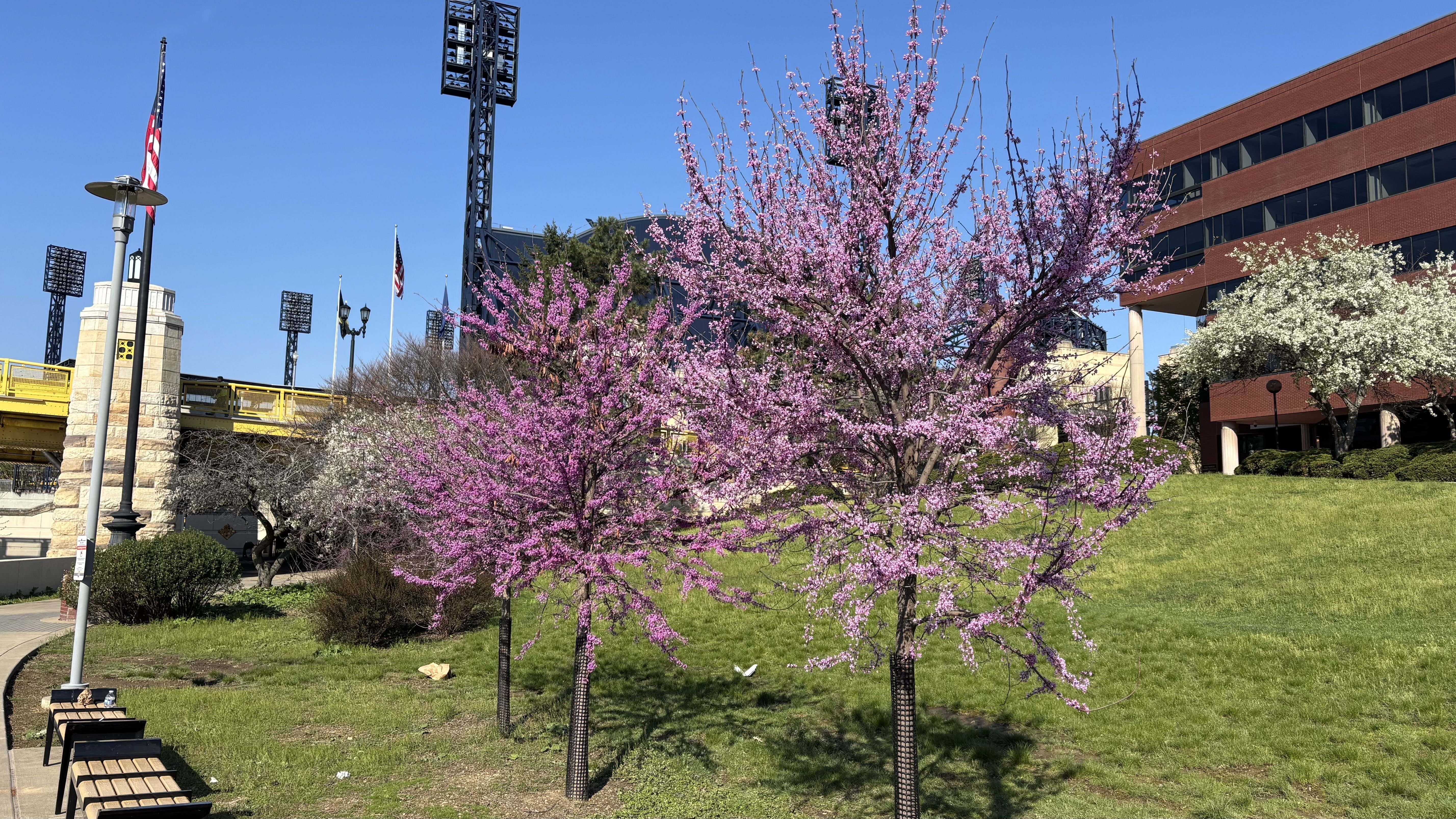 Sunny urban park with pink flowering trees in the foreground, a white-blossomed tree to the right, green grass and benches, and a red brick building in the background under a blue sky; a yellow bridge with flags behind.