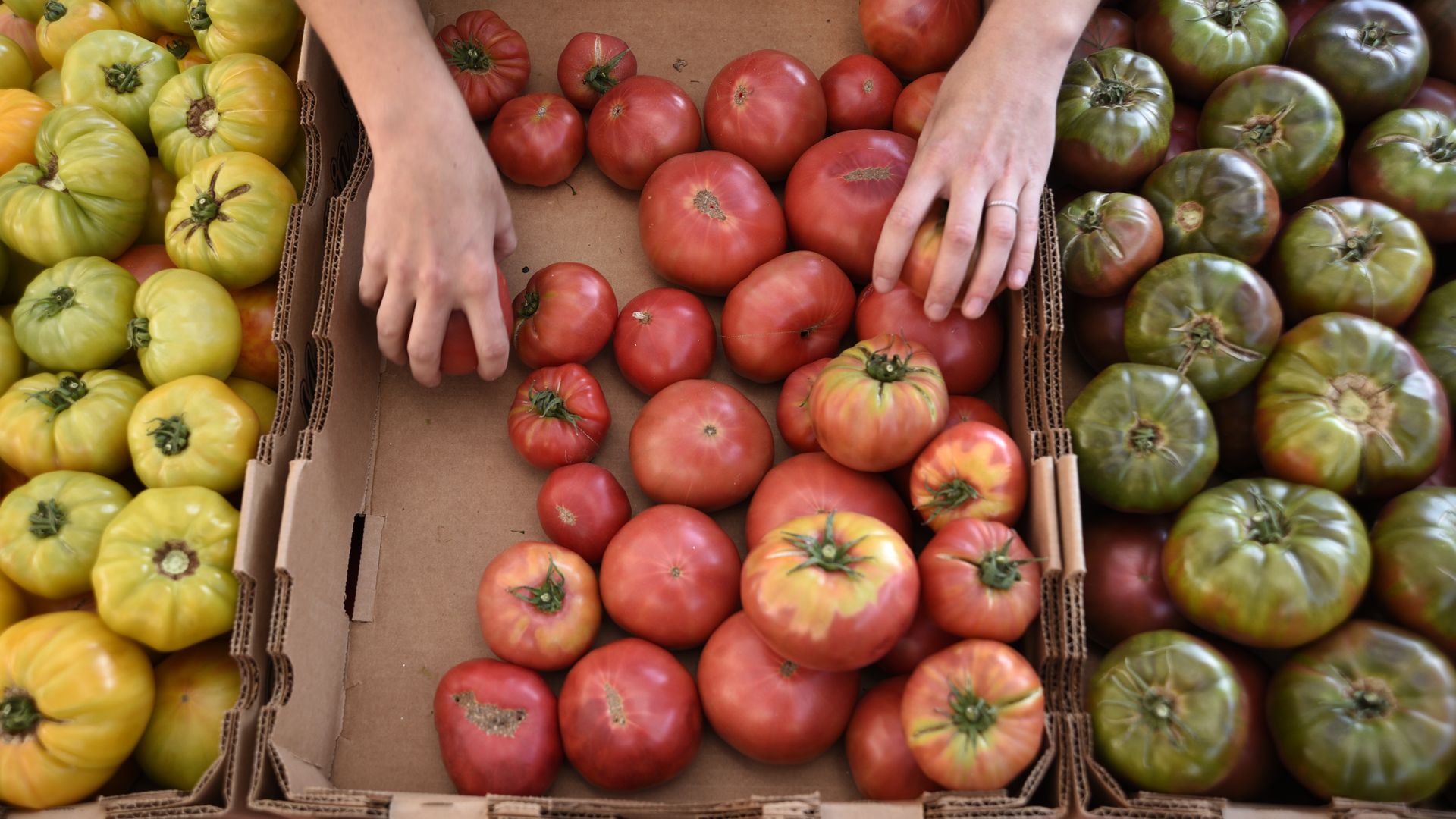 Heirloom tomatoes in Denver, Colorado