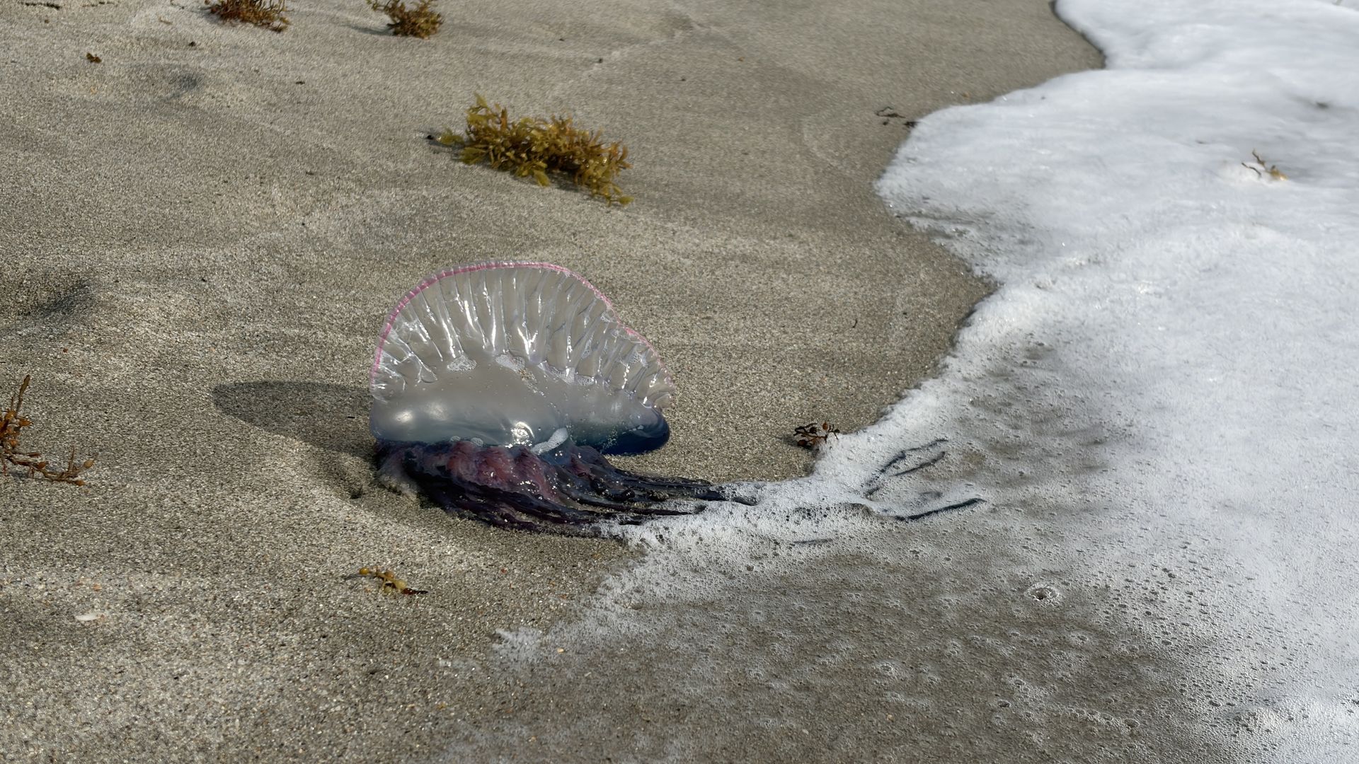 A translucent jellyfish with a pink rim rests on wet sand at the shoreline, its tentacles trailing into the foamy water while seaweed clumps lie nearby.