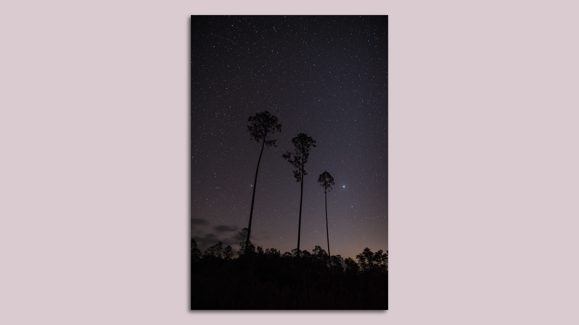 A photo of a star-filled sky over a swamp with tall live oak trees in the foreground