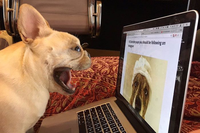 dogs-on-instagram-agenda