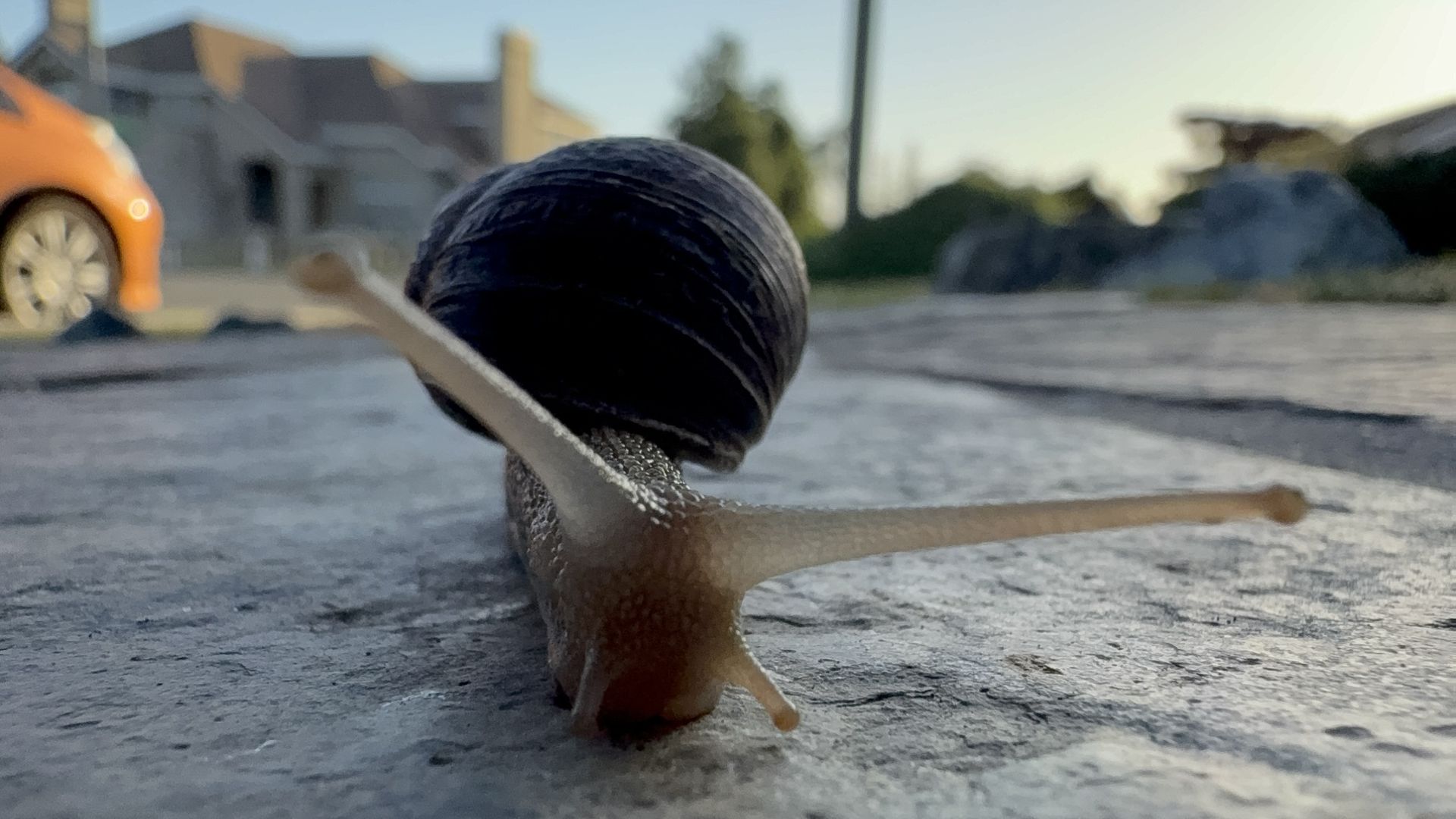 A close-up macro image of a snail
