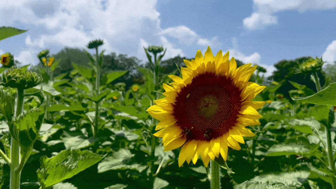 Bright yellow sunflower with a dark brown center stands in a field of green leaves, with several other sunflowers and a blue sky with white clouds in the background.