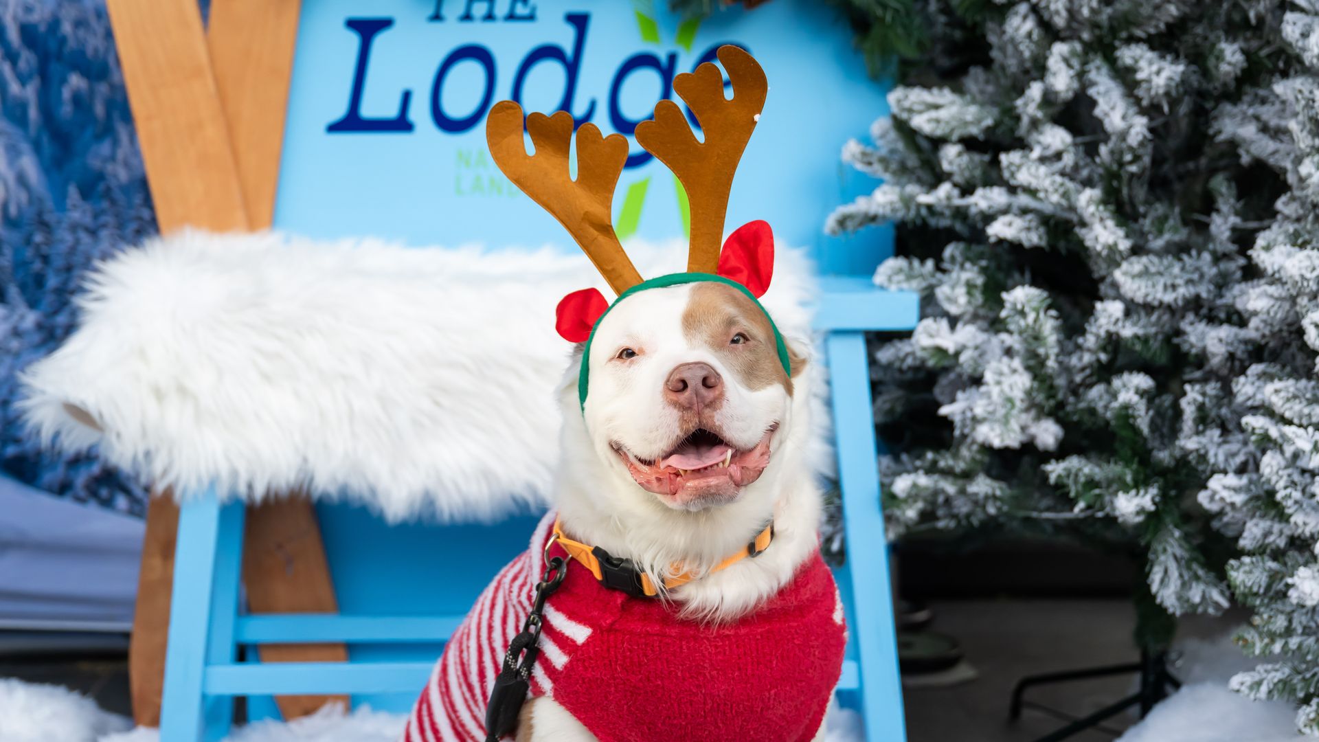 Smiling white and tan dog wearing brown reindeer antlers and a red sweater sits in front of a blue chair with a white fur cushion, near a snowy artificial pine tree.