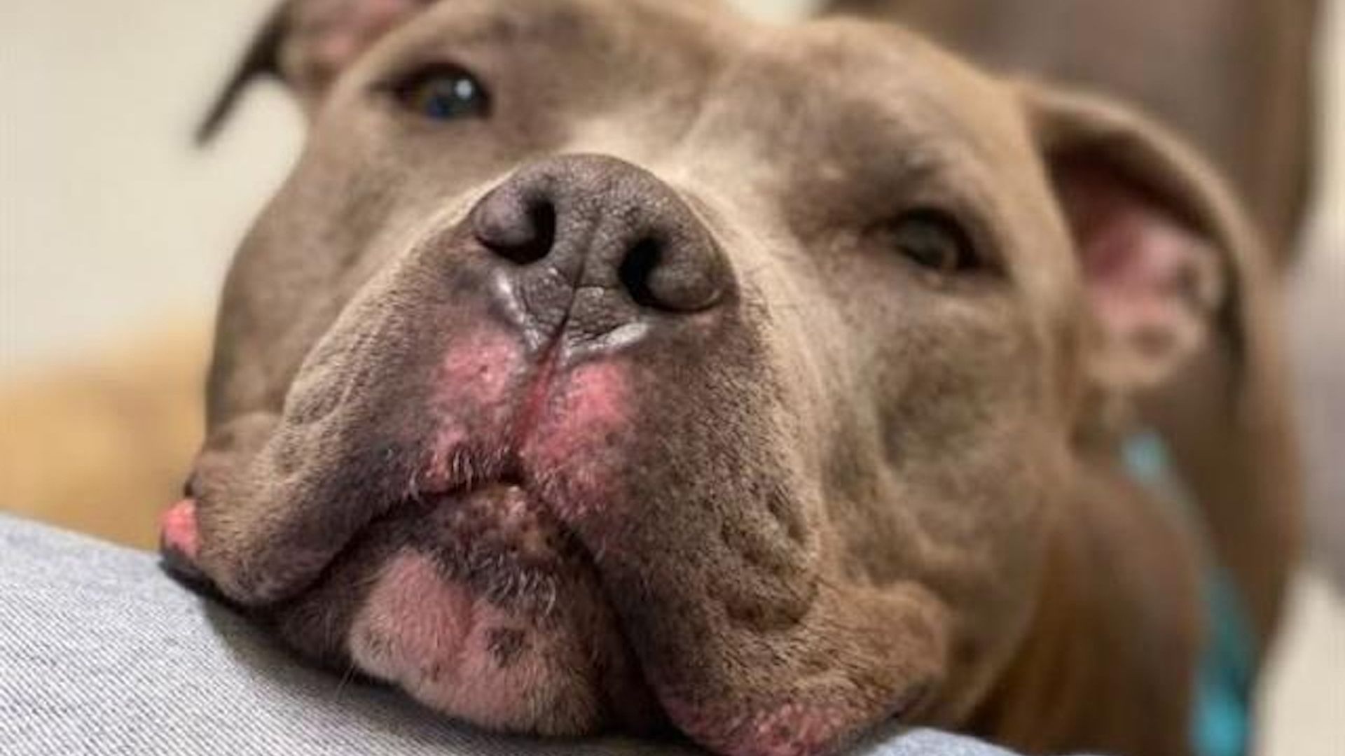 A close up of Sophie, a gray pit bull terrier, as she rests her head on someone's thigh.