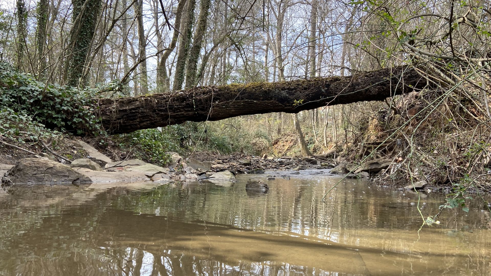 A fallen tree crosses a small and still creek that runs between an industrial processing facility and a school