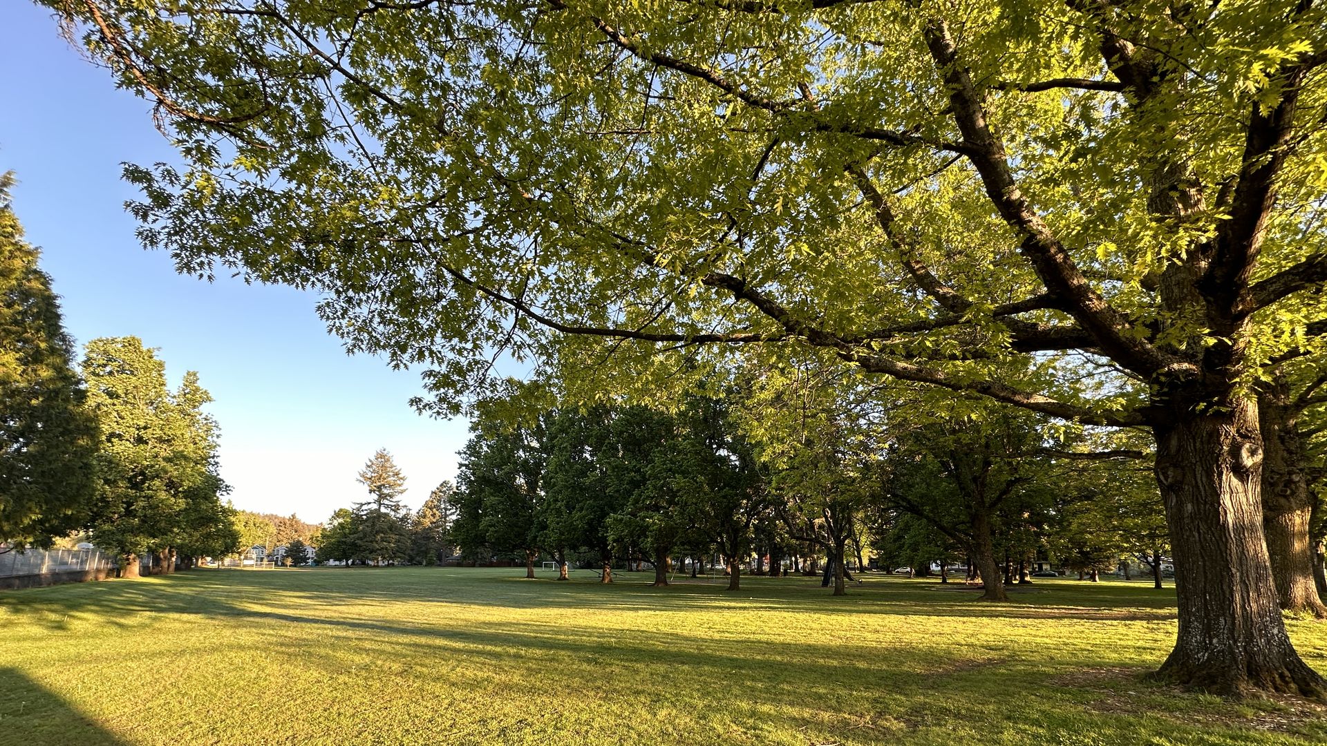 A park at dawn with large trees and lots of open grass and a slide in the distance