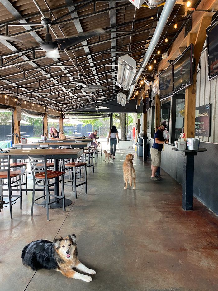 Beautiful Lucky Dog Cornelius View for Desktop