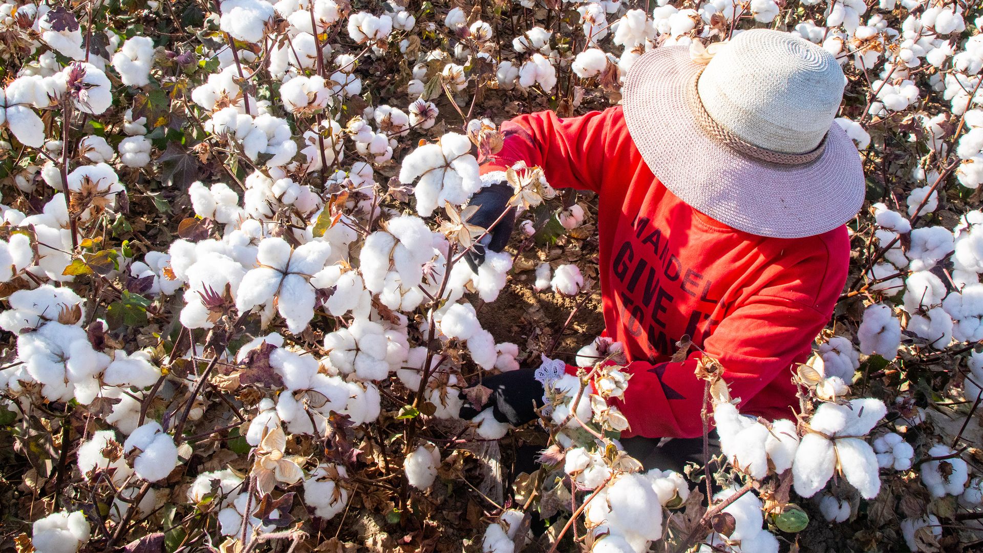 A farmer harvests cotton in a field on October 10, 2020 in Hami, Xinjiang Uygur Autonomous Region of China.