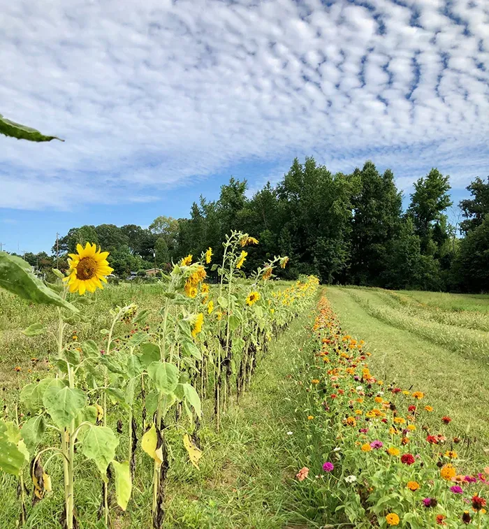 sunflowers at mclawland farms charlotte