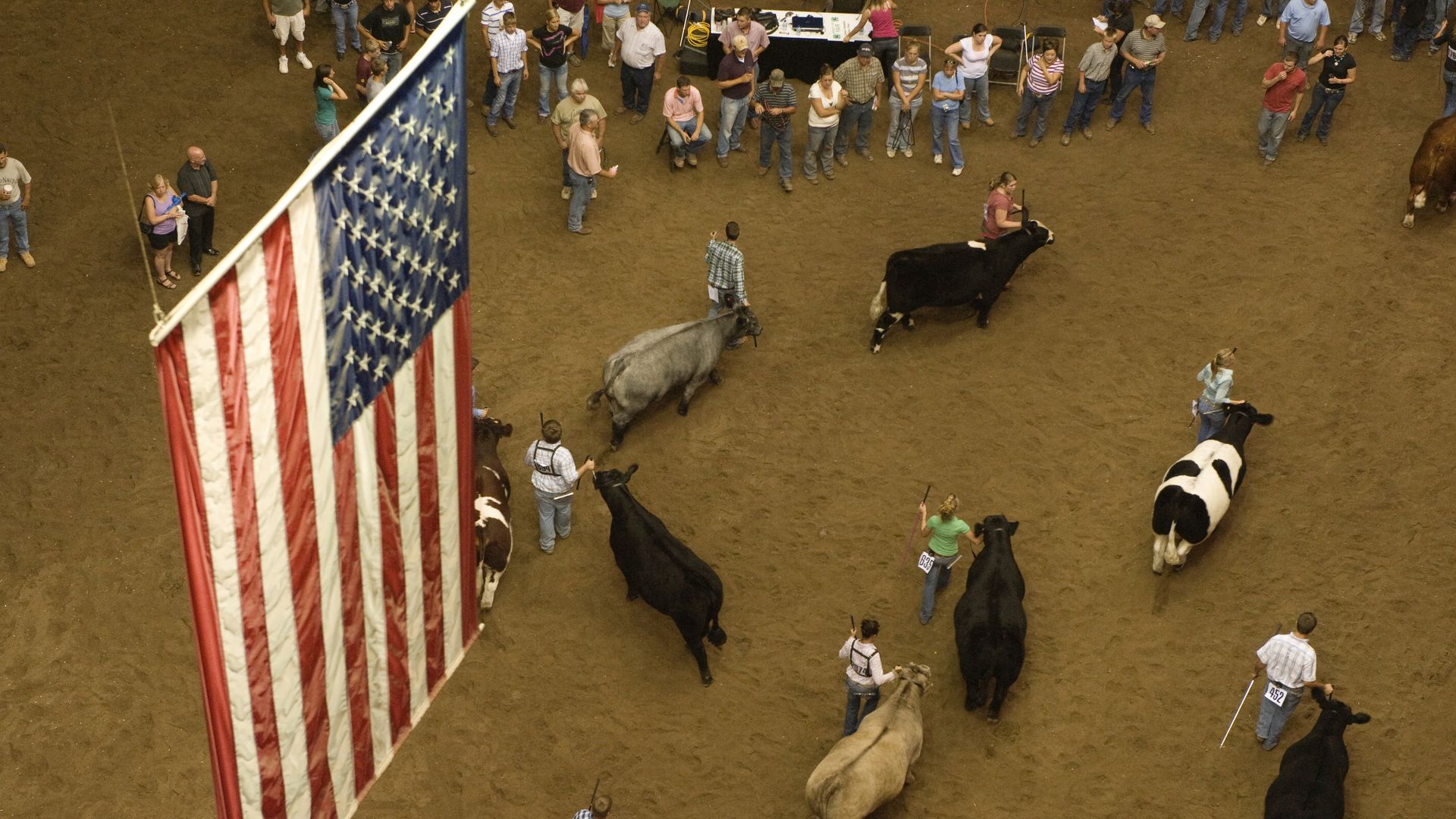 An overhead image of a cattle show held on a dirt floor with multiple cows in various colors being led by humans in a small ring under an American flag