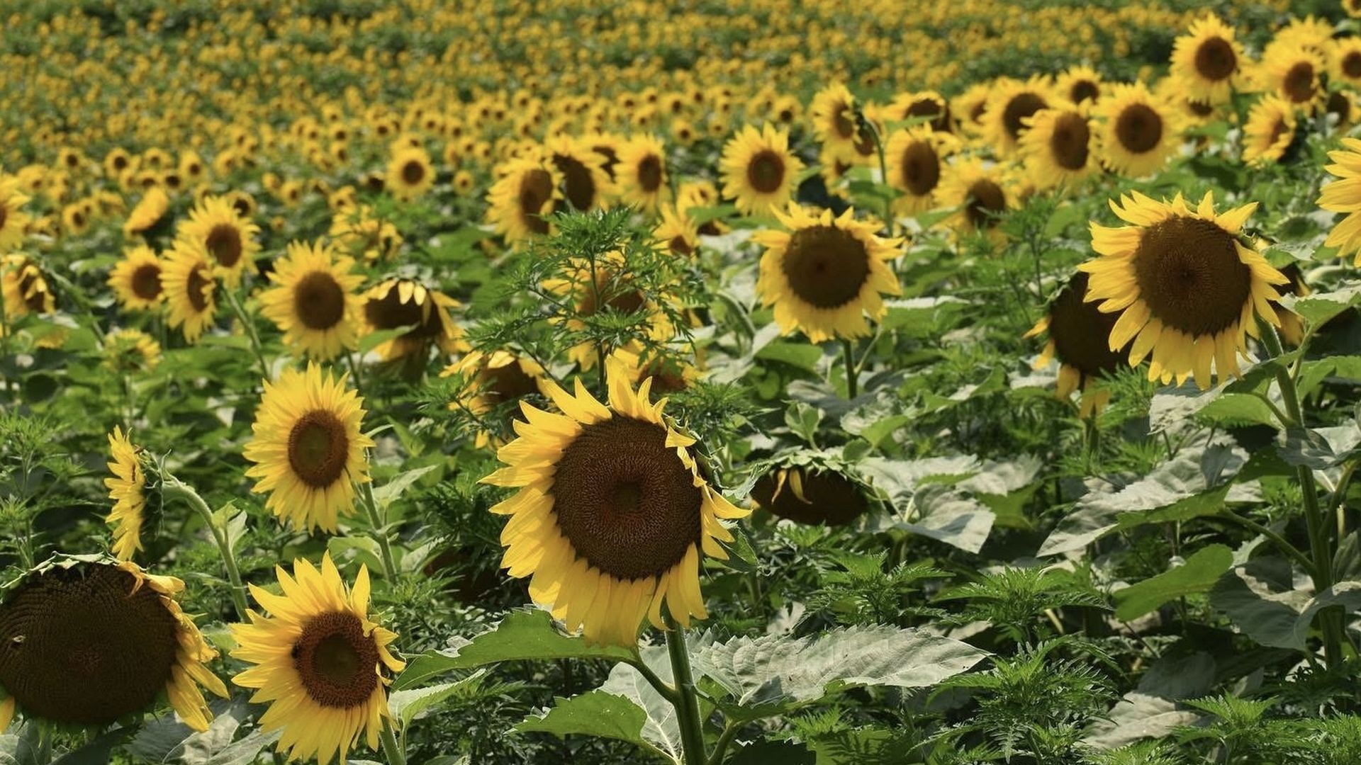 A field of sunflowers