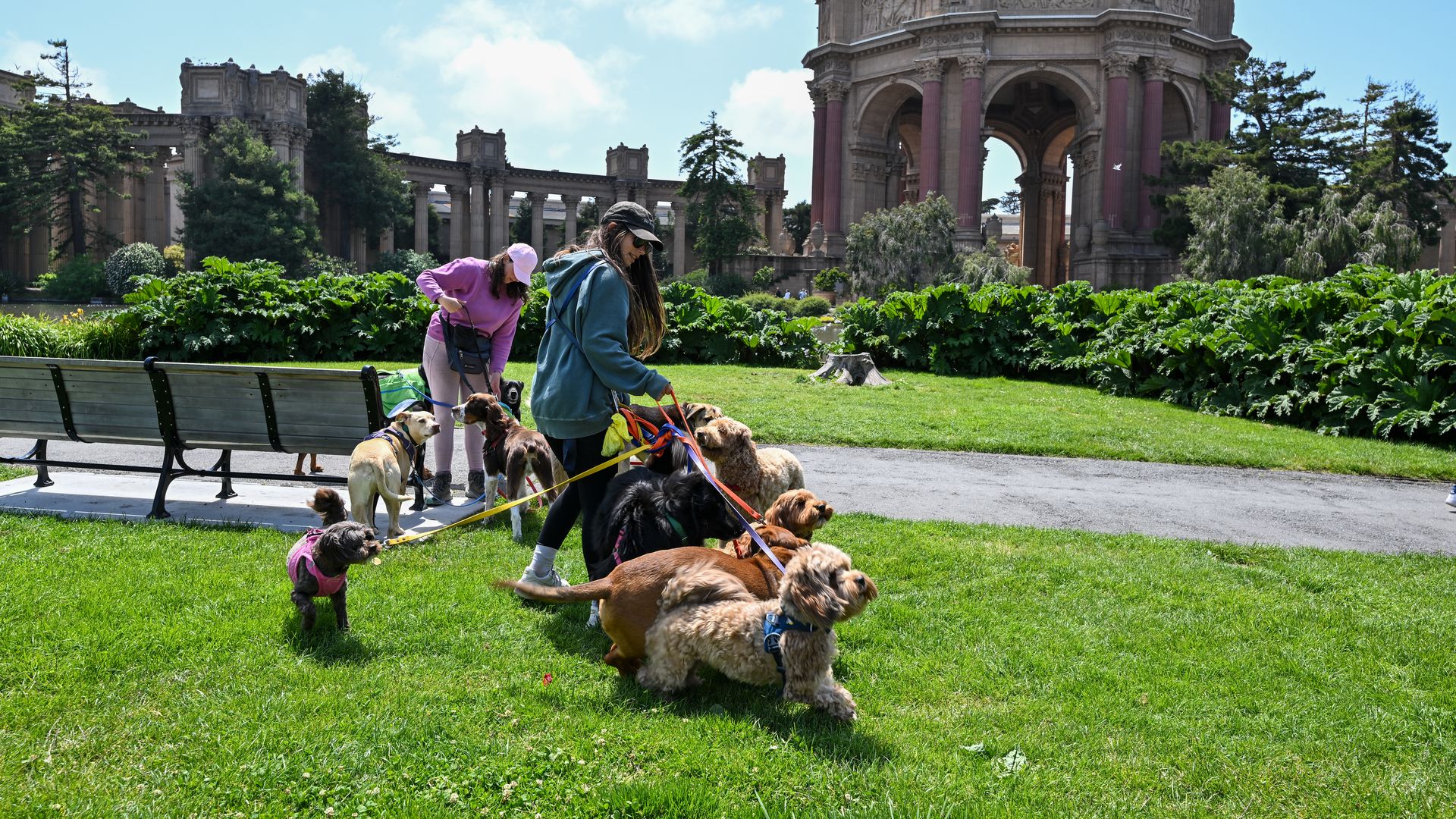 Photo of two people walking four middle-sized dogs next to the Palace of Fine Arts