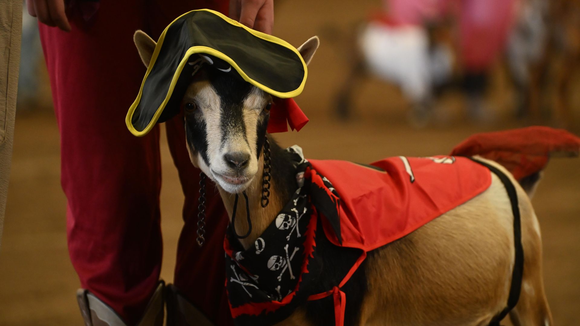 Goat wearing a black pirate-style hat with yellow trim, a red scarf, and a patterned bandana; a person in red stands behind in a warm, blurred indoor setting.