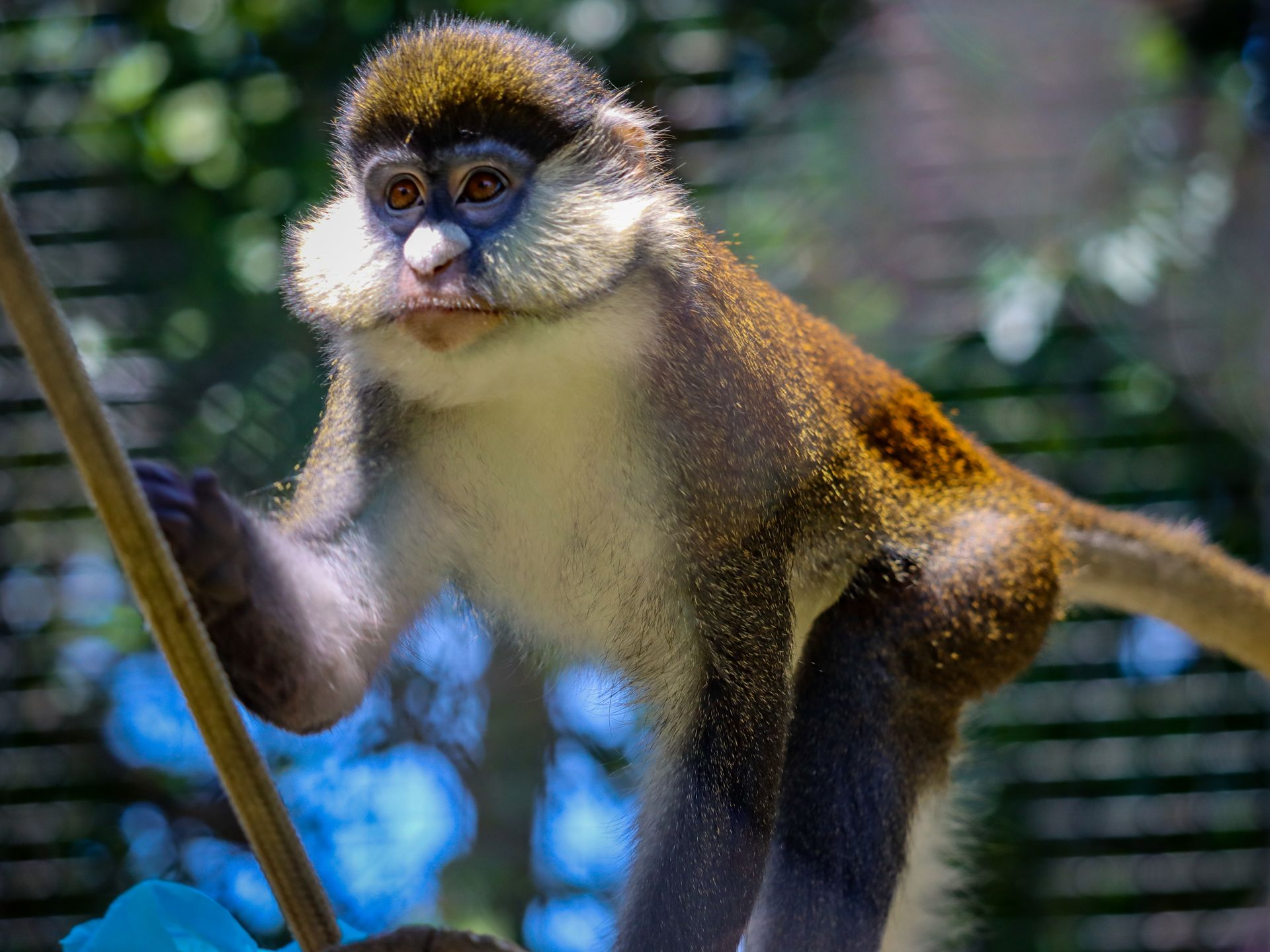 Zoo welcomes playful pair of red-tailed monkeys