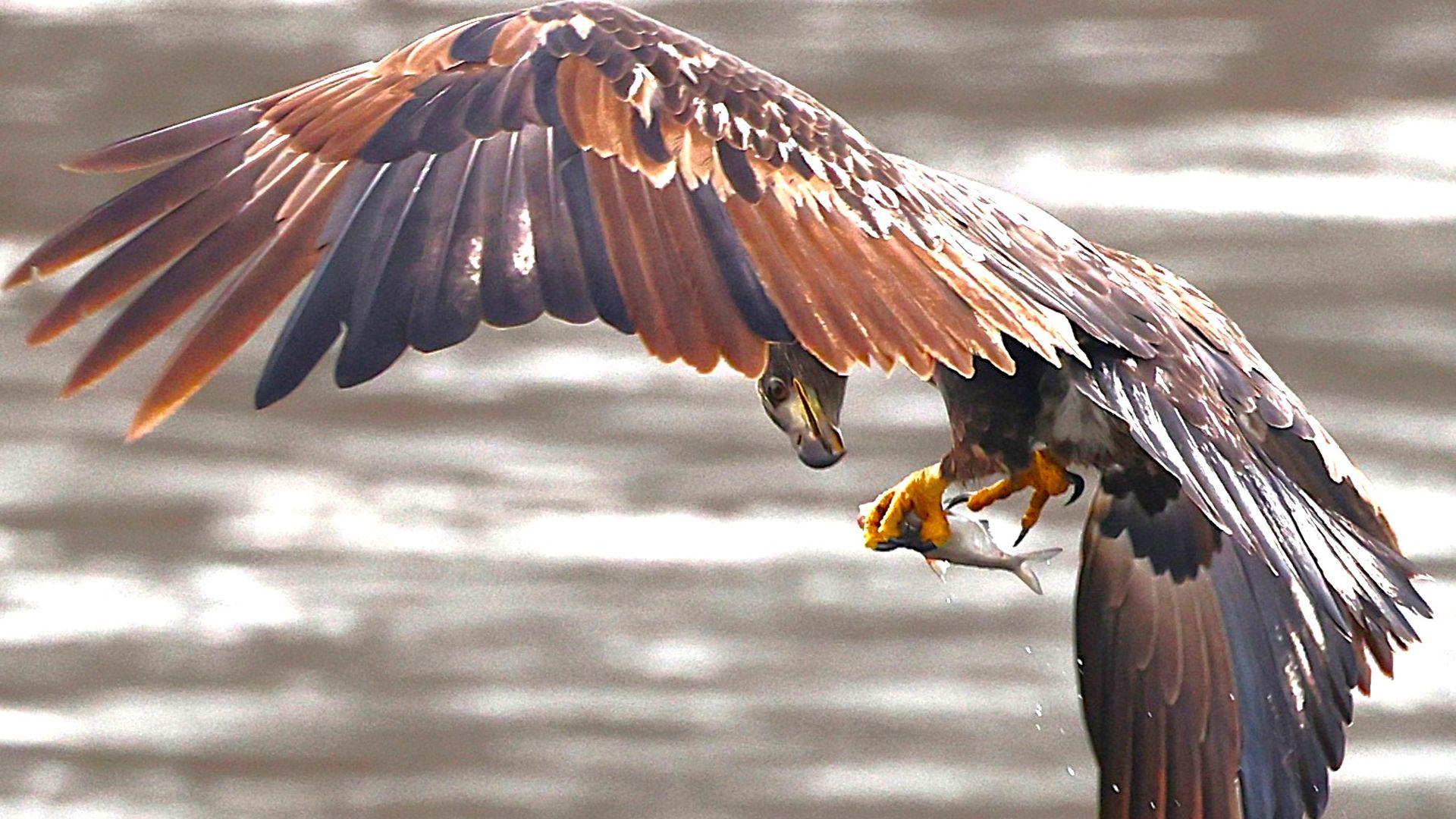 A photo of an eagle.
