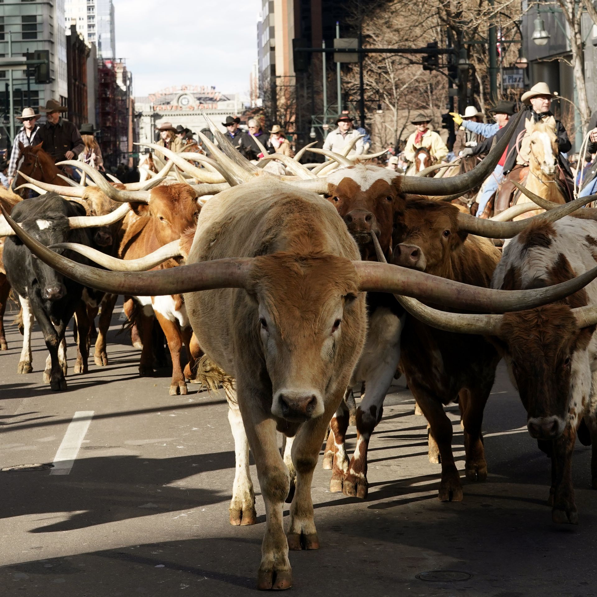 The National Western Stock Show parade returns to downtown Denver - Axios  Denver