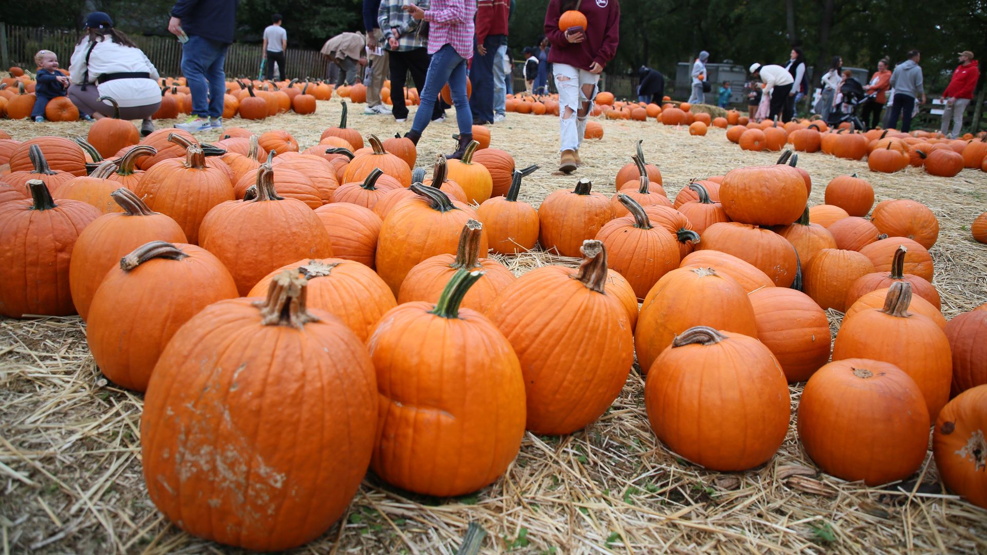 People walk through a pumpkin patch spread with bright orange pumpkins on straw, with trees in the background.