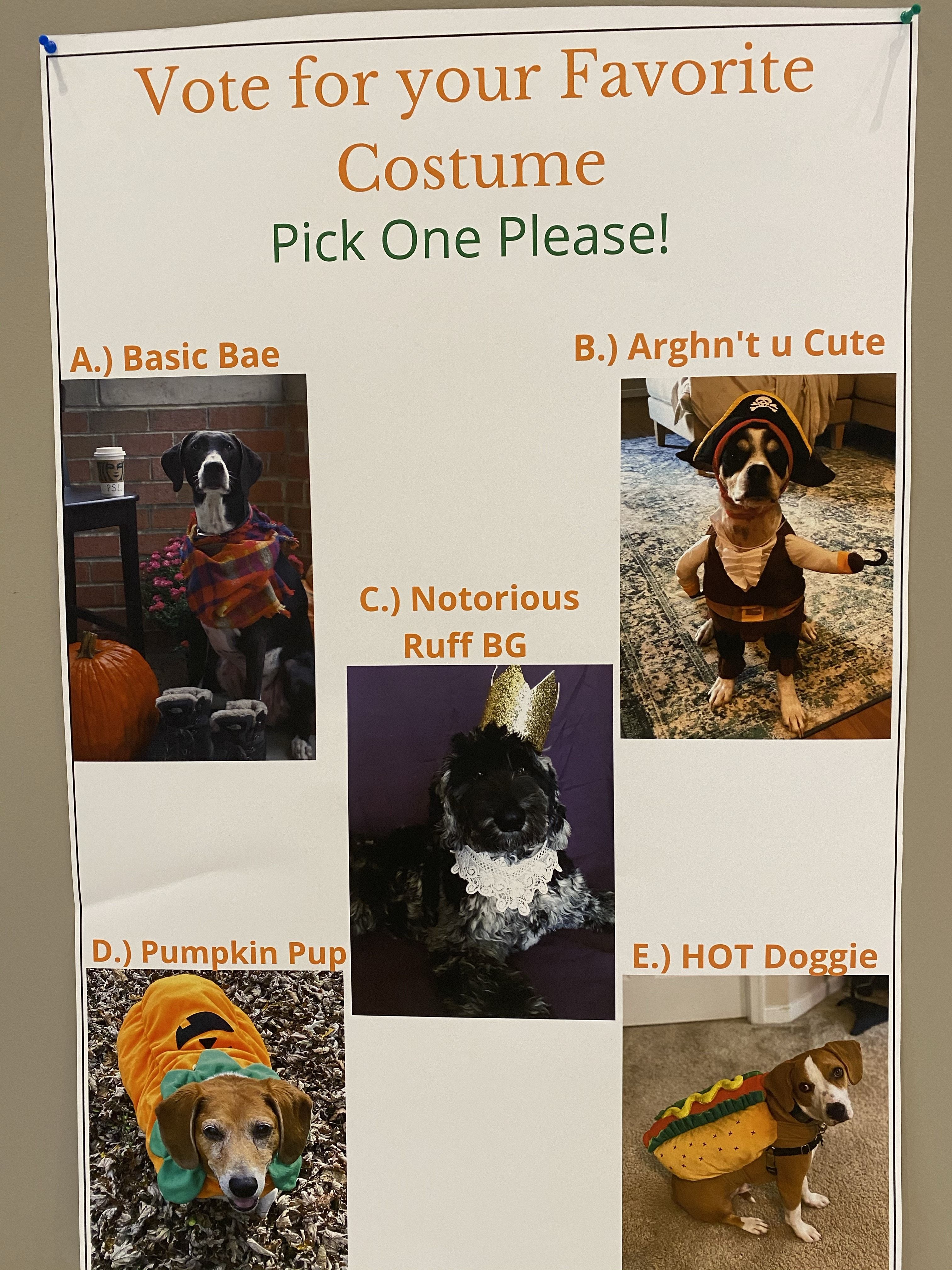 Dogs dressed up for Halloween