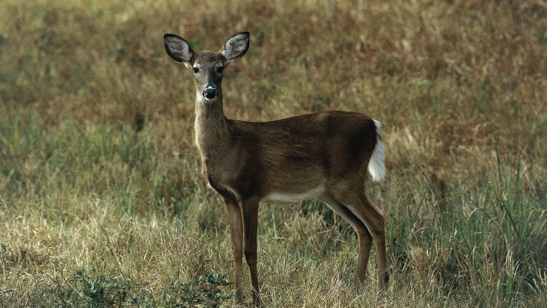 A deer stands in a meadow with the beginning of fall coloring. 