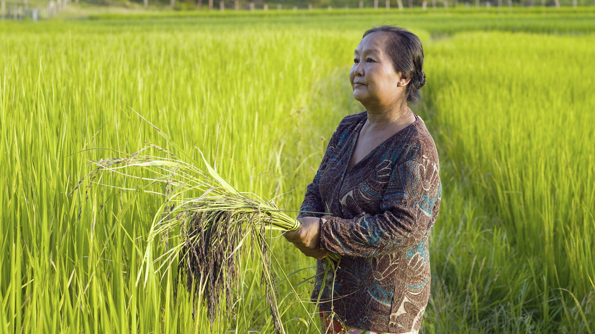 Portrait of farmer Bounthit Inthavong in her rice field in Tao Than village, Vientiane Lao PDR.
