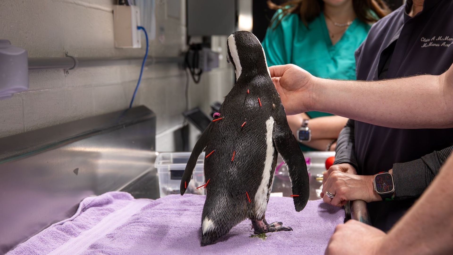 Penguin stands upright on a purple towel atop a stainless clinic table; red sutures dot its black back as a handler supports it, with two people in scrubs observing.