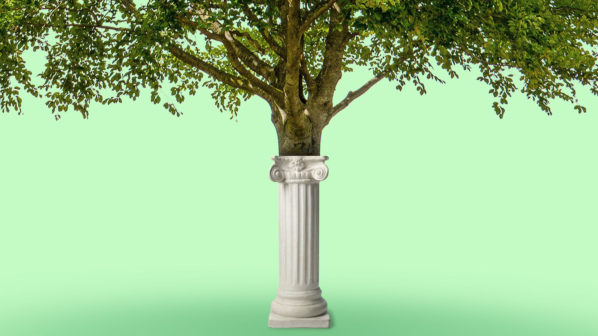 Illustration of a tree growing from a column