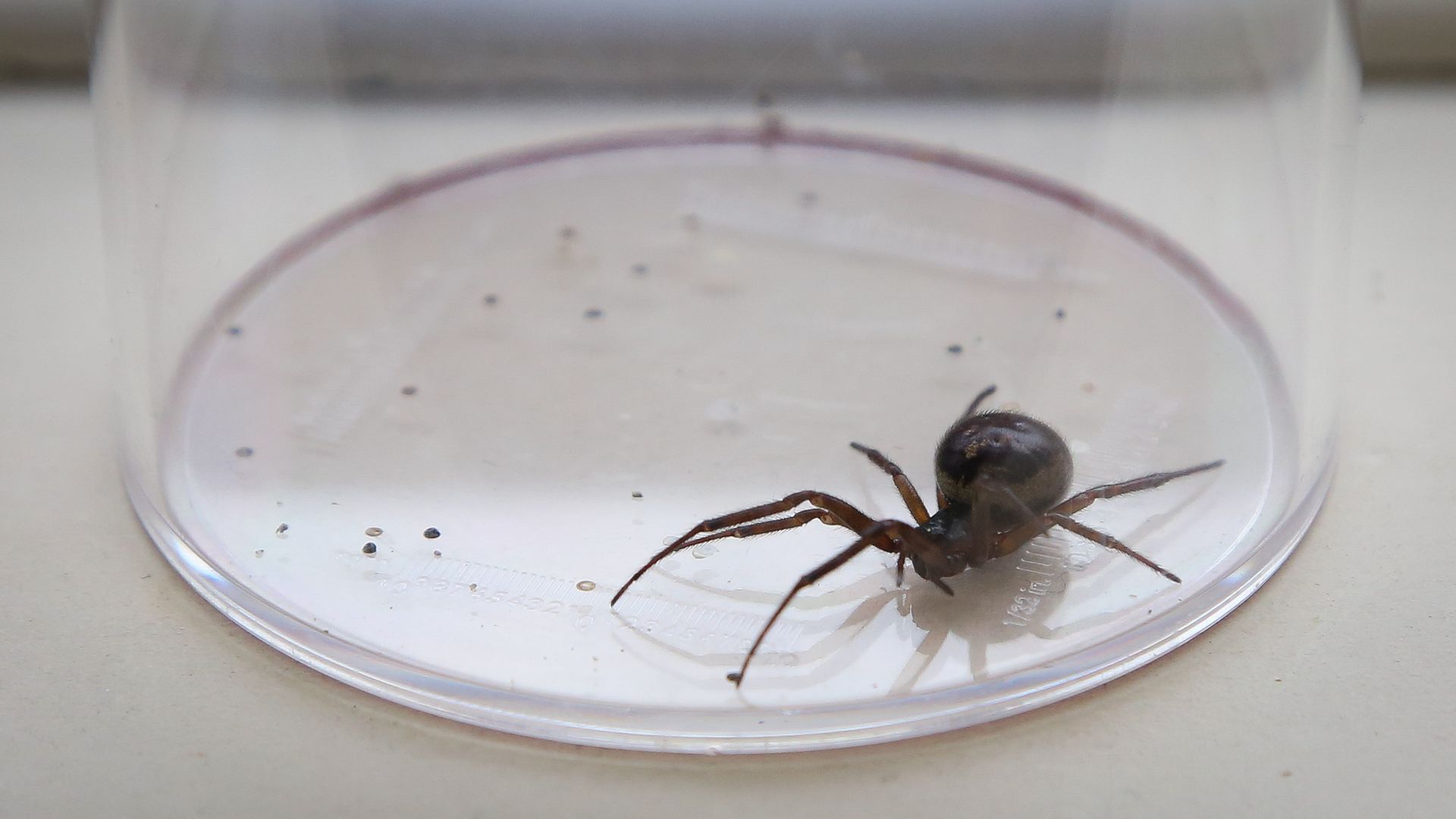 A black spider with a fat abdomen sits on a little glass plate. 