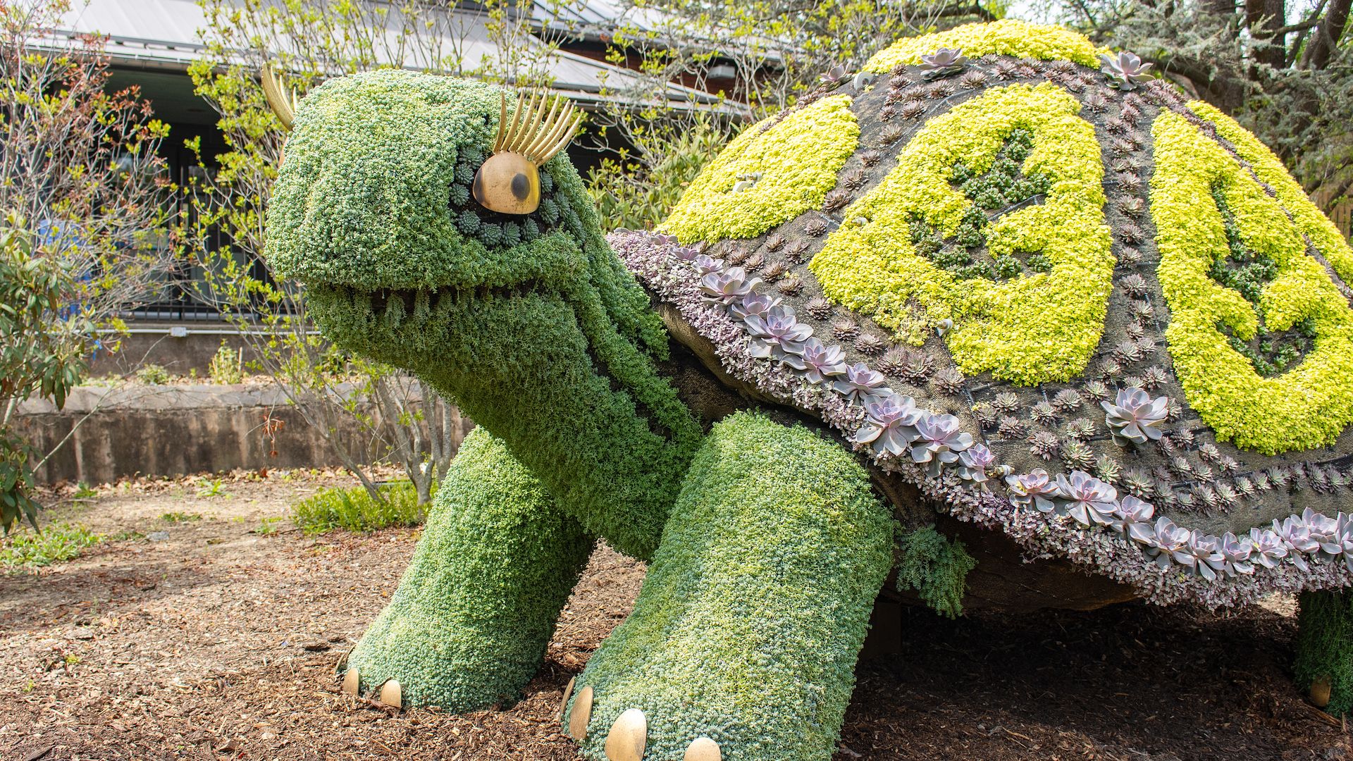 A large moss and succulent topiary of a Galápagos tortoise outdoors, featuring  a golden eye and yellow-and-gray patterned body. 