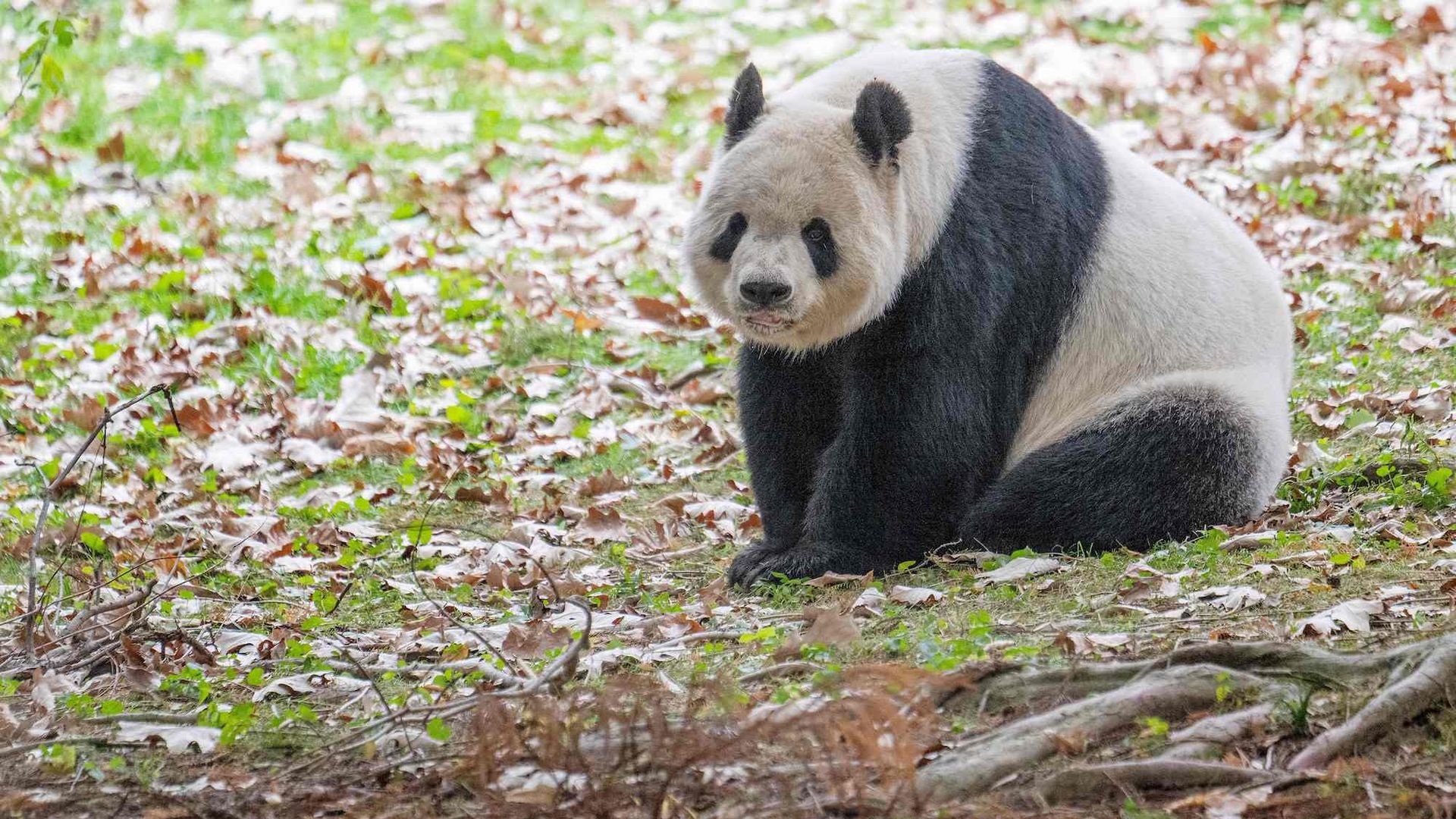 Giant Panda Tian Tian rests in its enclosure at the Smithsonian's National Zoo. Photo: Jim Watson/AFP via Getty Images