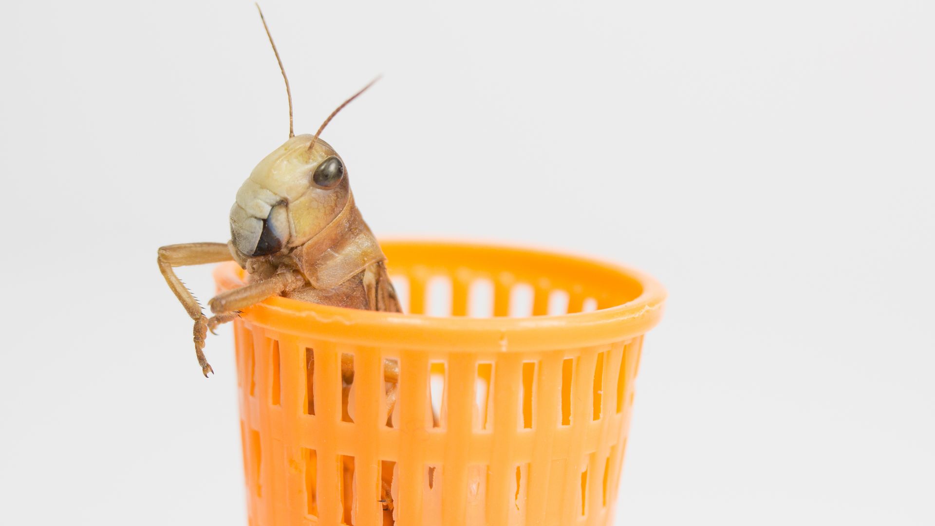 Insect grasshopper hiding Inside a wastebasket