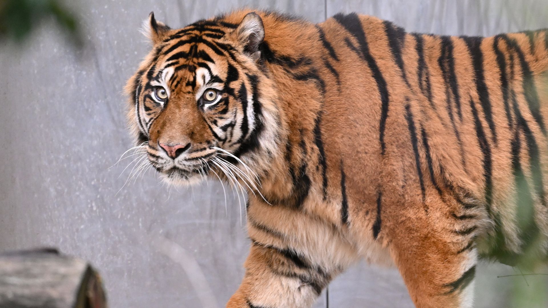 Siberian Tigers - Cat Tales Wildlife Center