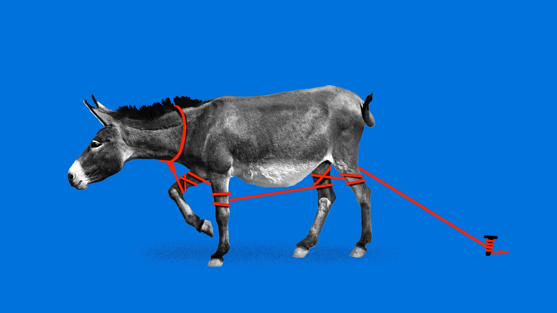 A donkey tied to a stake in the ground