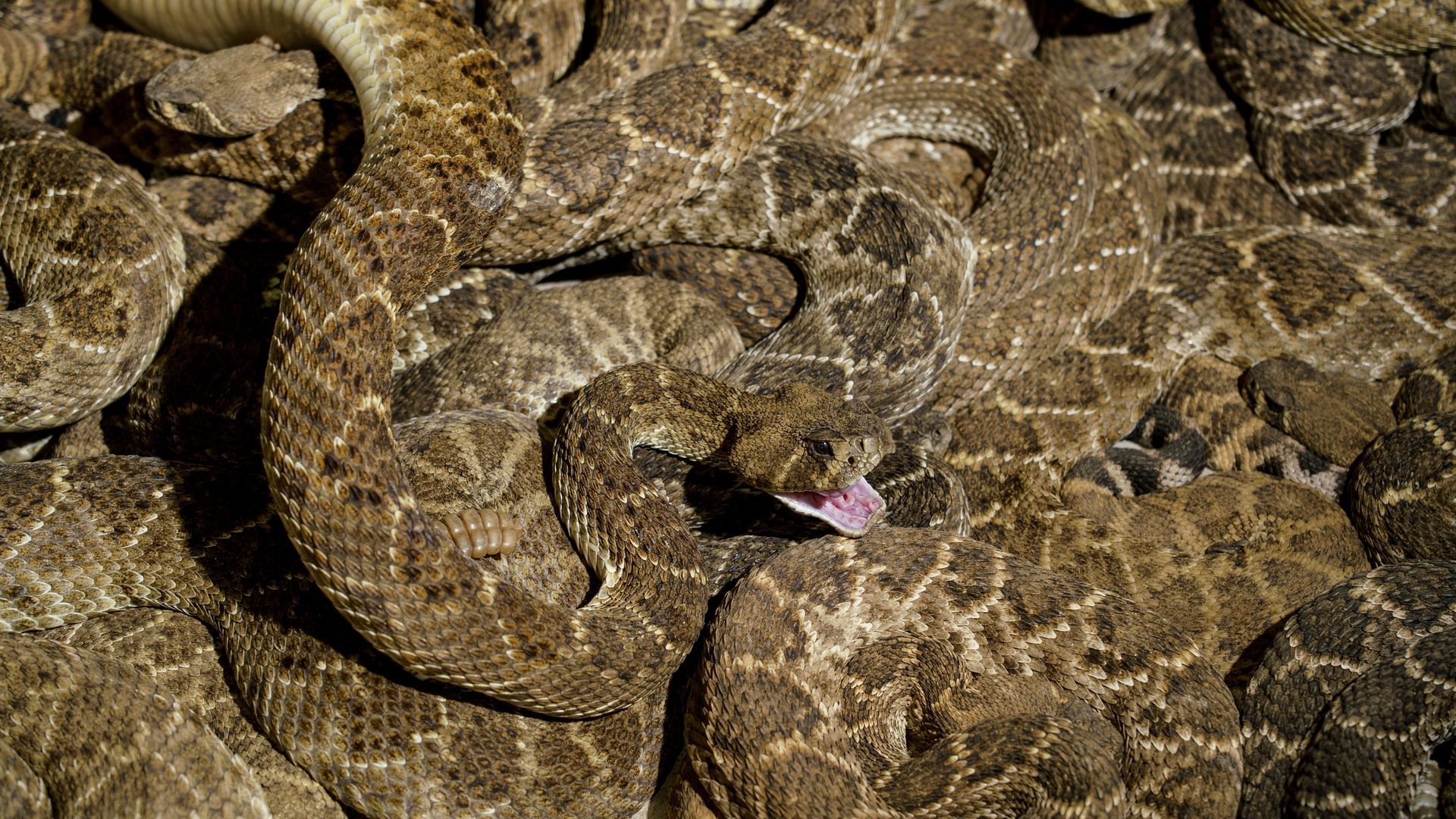 Photo of a green-brown snake.