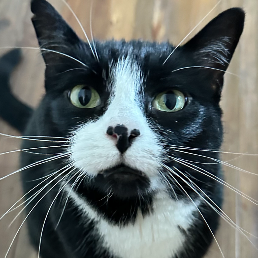 Spend time with cats - Axios Dallas