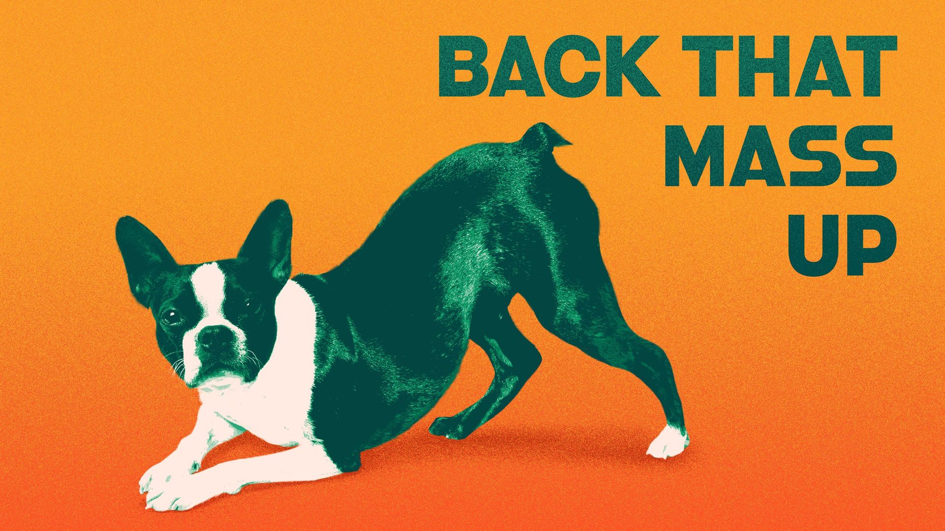 Illustration of a boston terrier with its butt in the air.