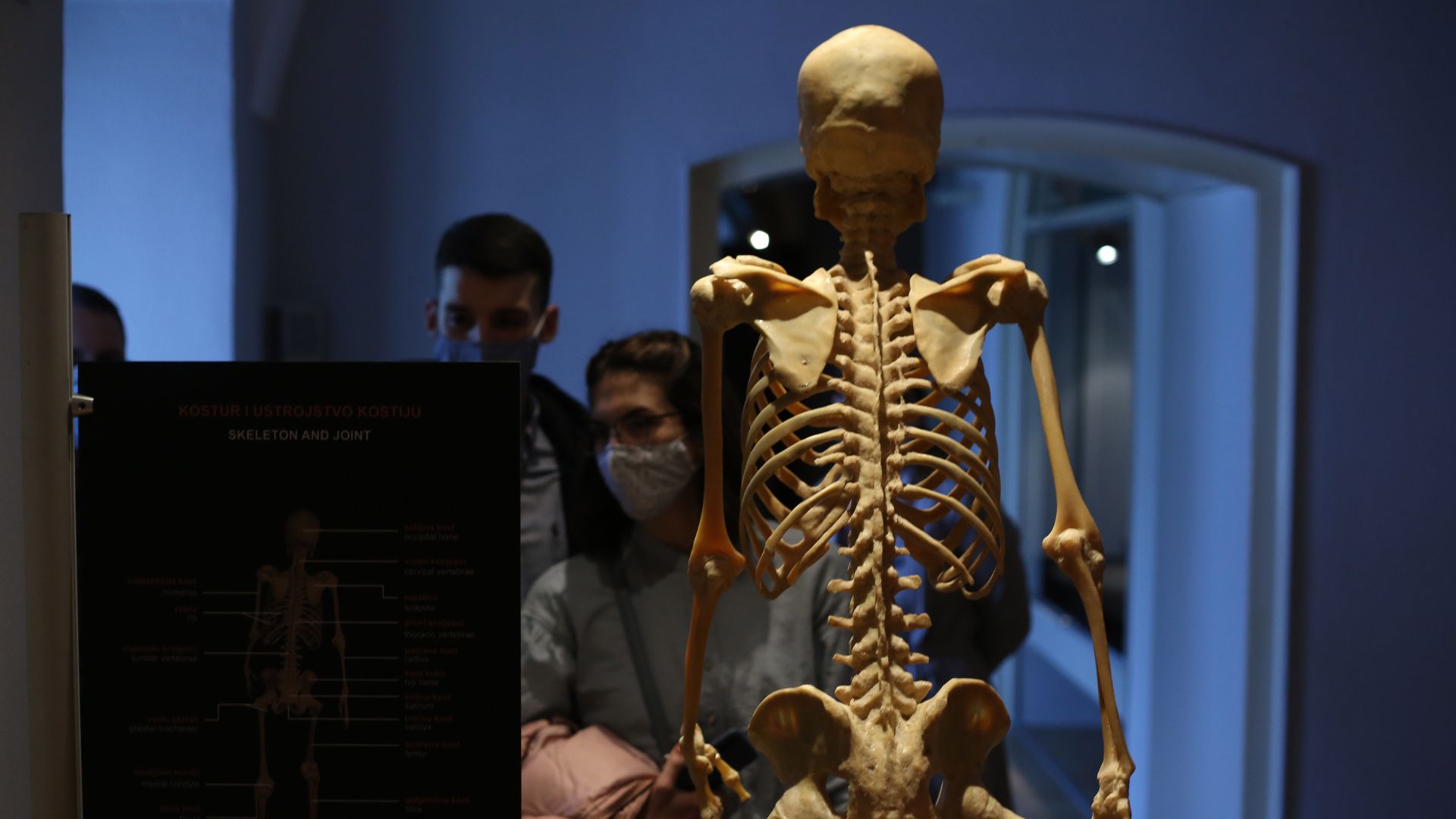 An artificial skeleton is being displayed during the "Human Body 2.0-enormous universe within us" exhibition at Klovicevi Dvori Gallery in Zagreb, Croatia on April 21, 2021.
