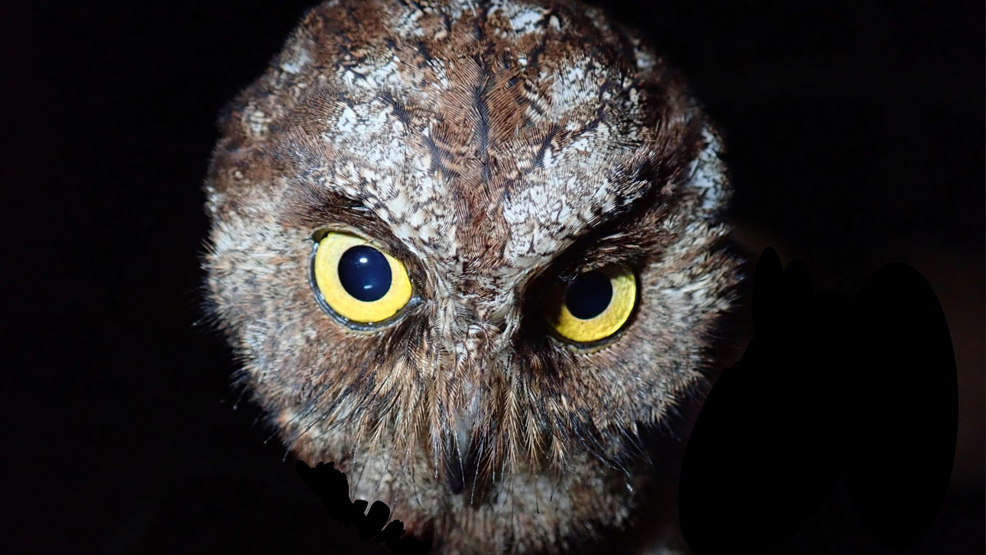 Principe Scops-Owl, O. bikegila