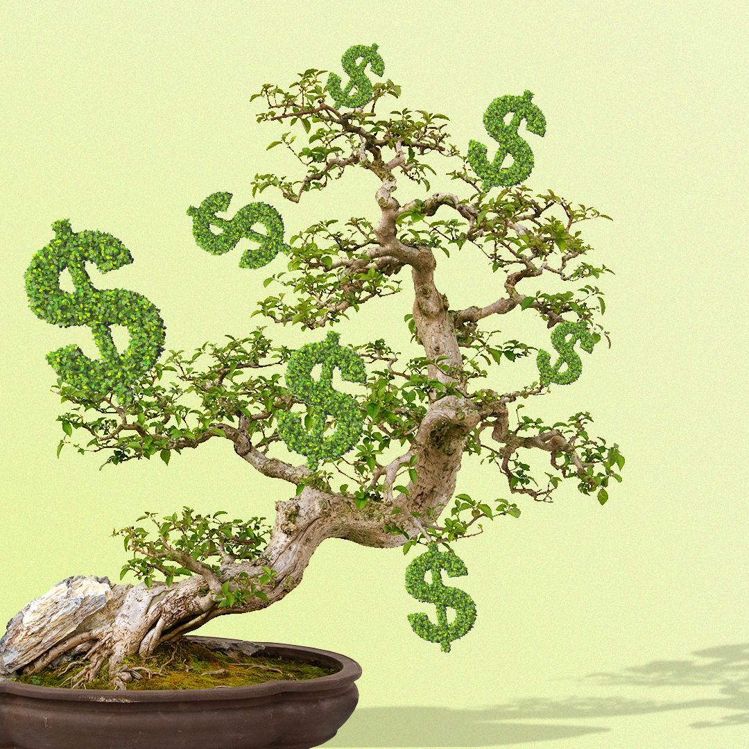 Premium Bonsai 3D LED – Ronnie Shop