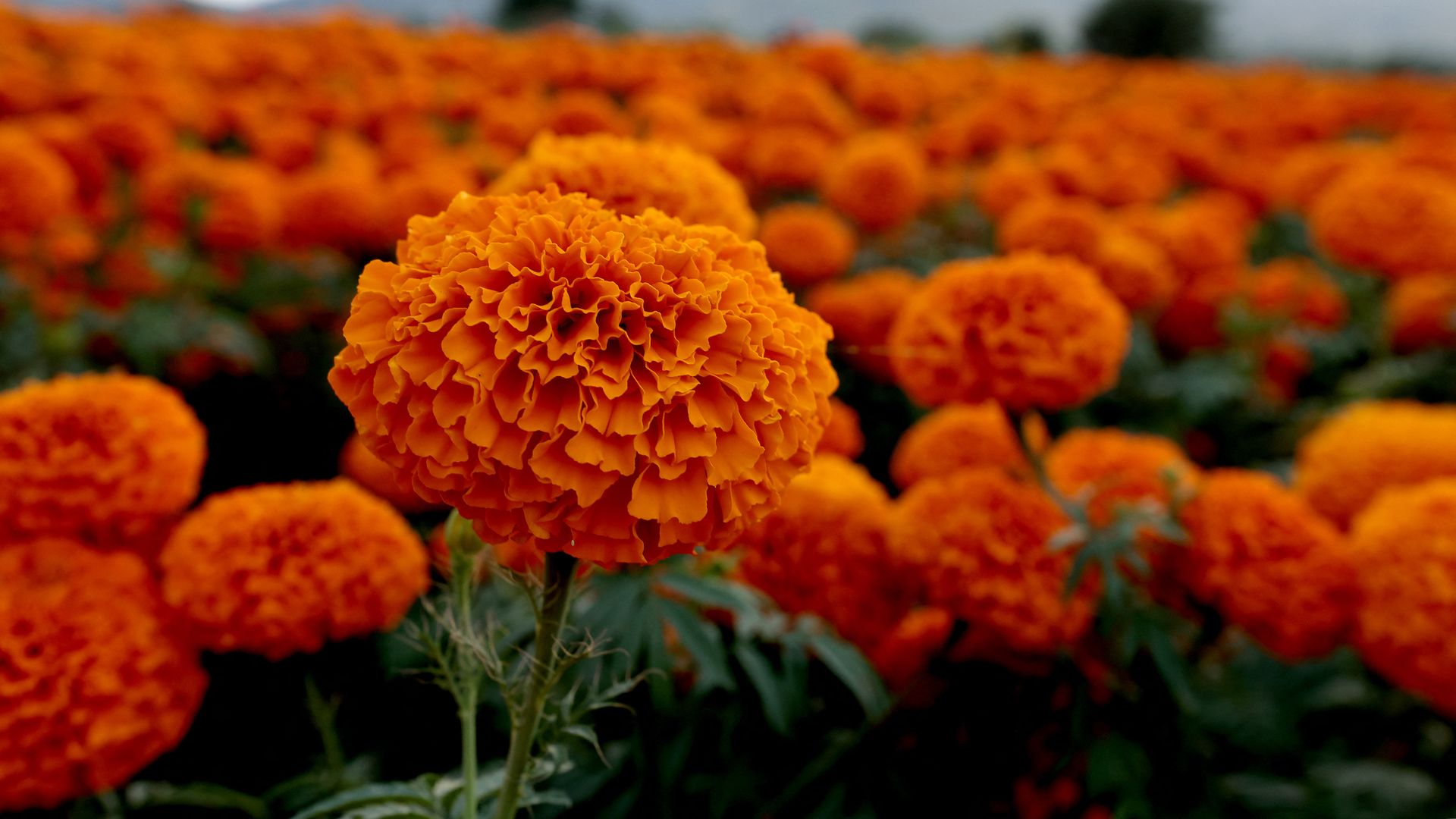 (Photo by ULISES RUIZ/AFP via Getty Images)