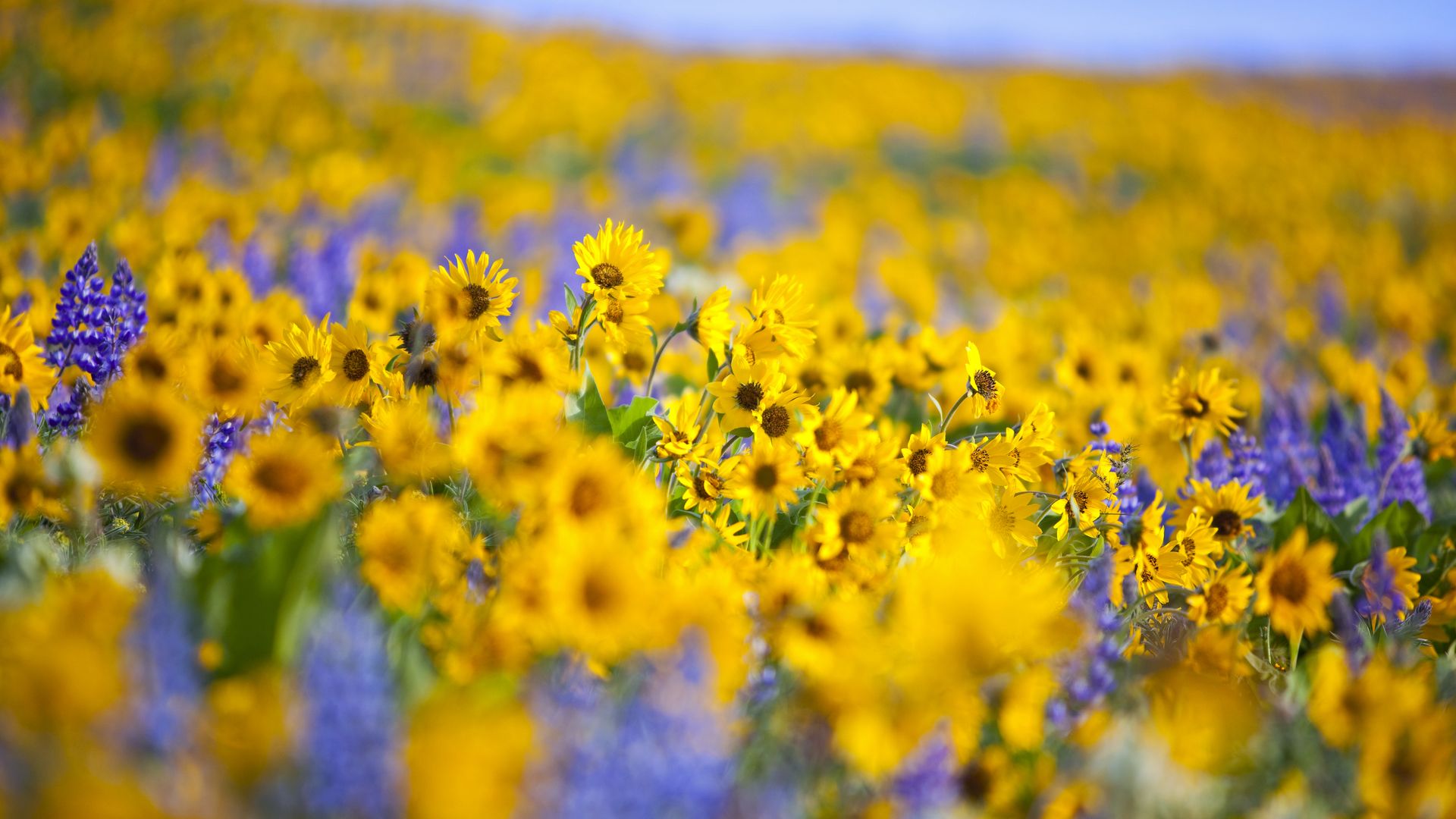 A close up shot shows vivid yellow and purple wildflowers blooming.