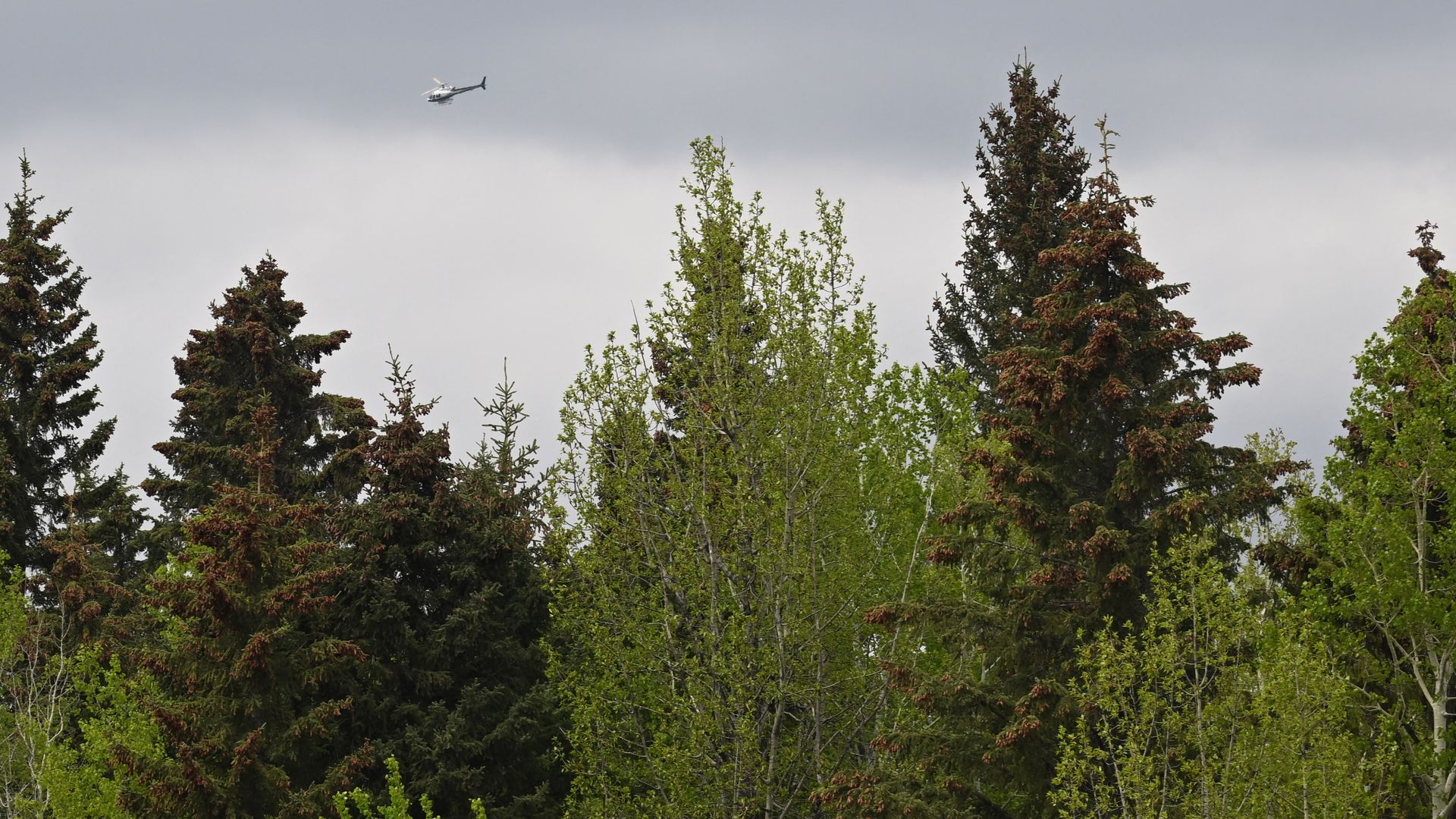 A helicopter flies over forest fire area close to a police roadblock outside the town of Drayton Valley, Alberta, Canada on May 7, 2023. 