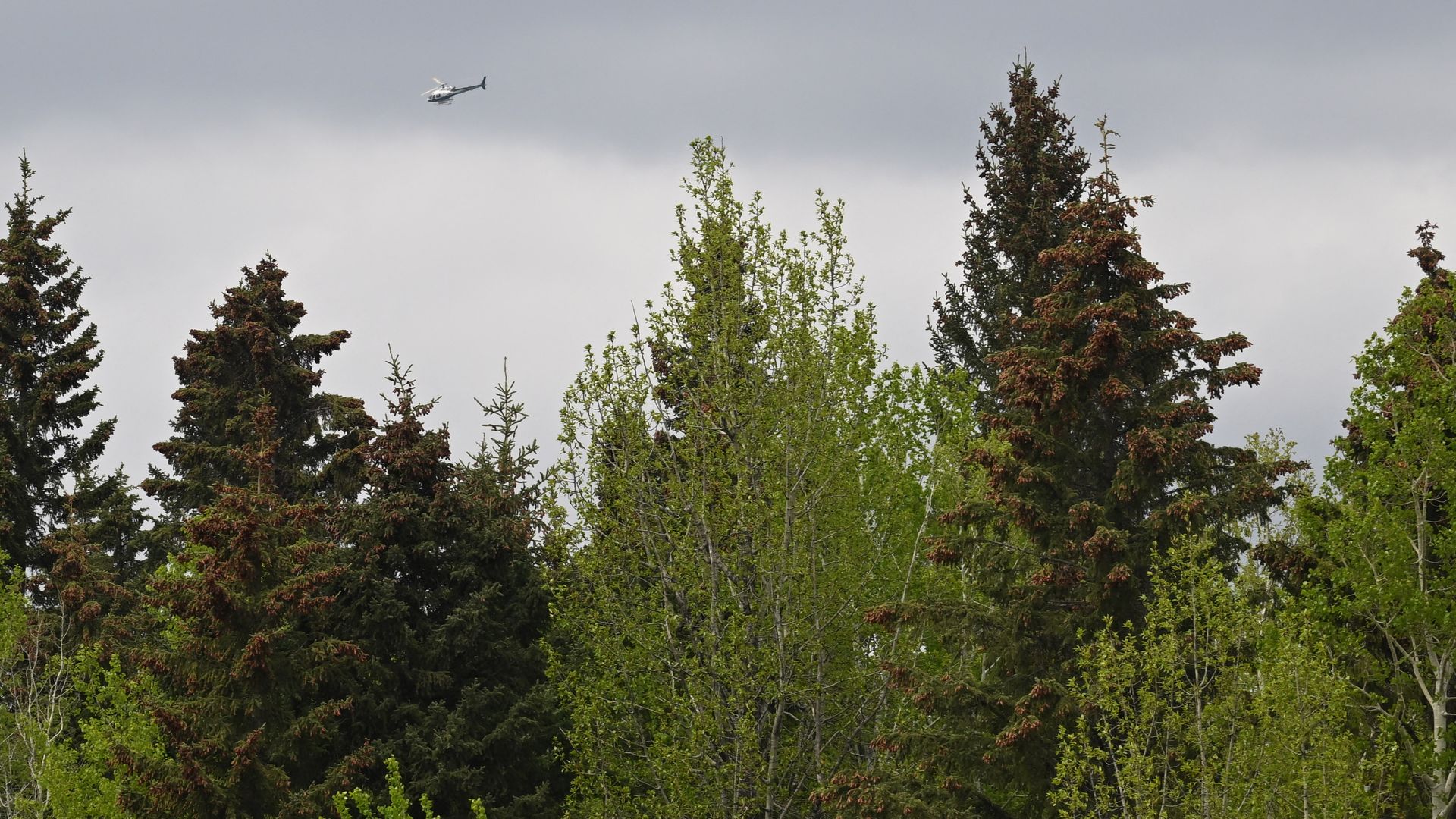 A helicopter flies over forest fire area close to a police roadblock outside the town of Drayton Valley, Alberta, Canada on May 7, 2023.