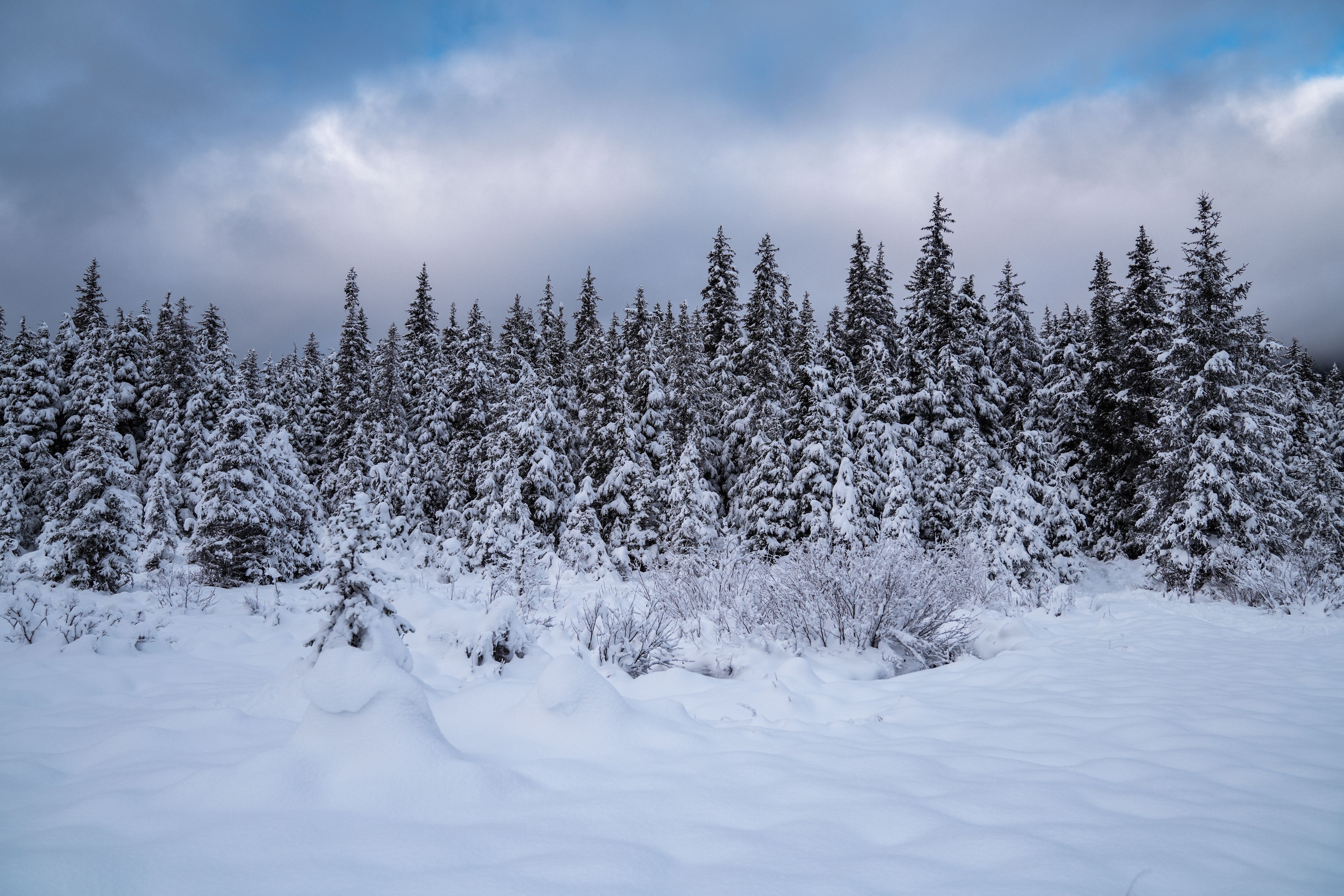 Snow covered landscape